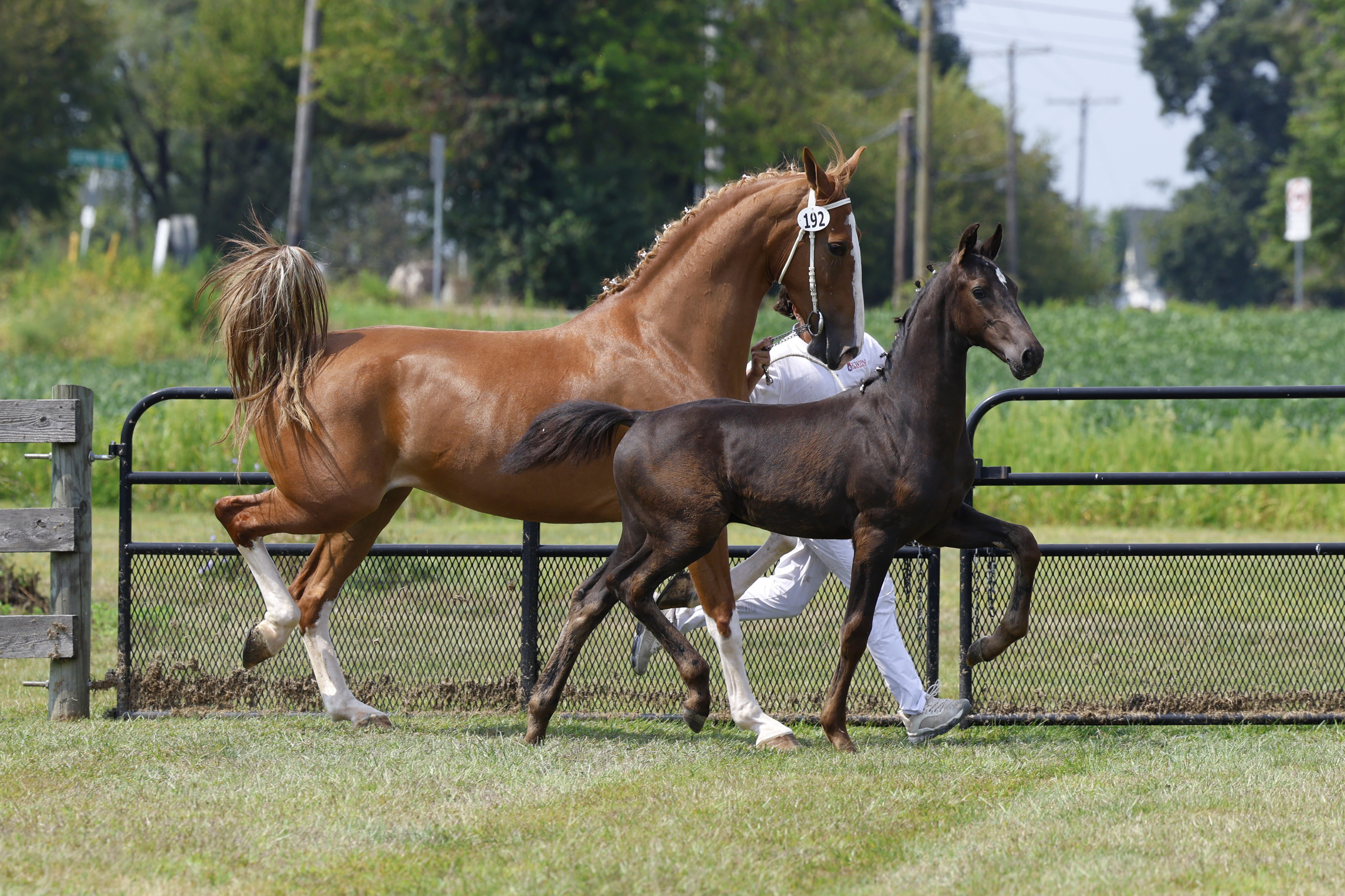 Saturday Weanling Championship