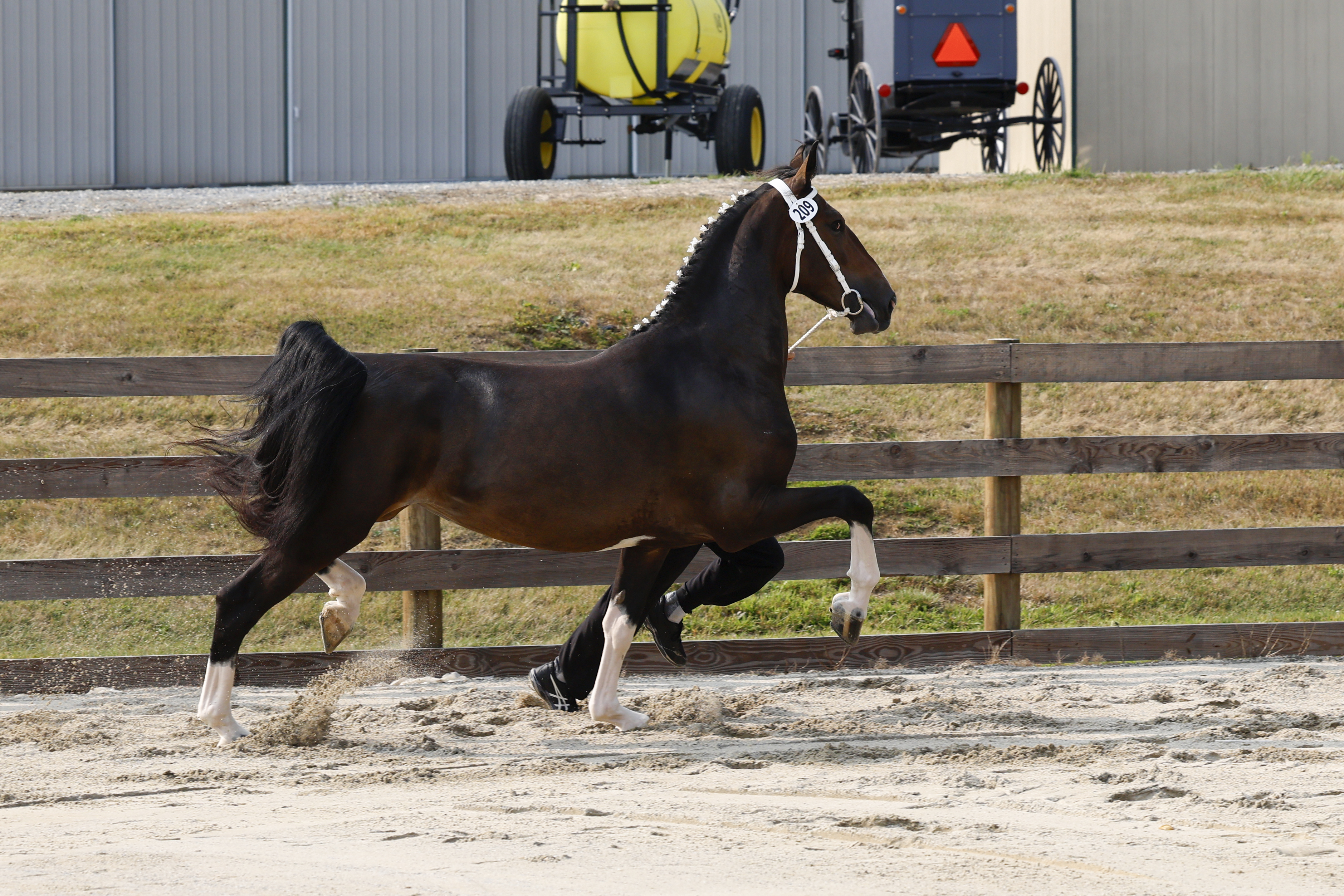 3 Year Old and Older Mares in Hand