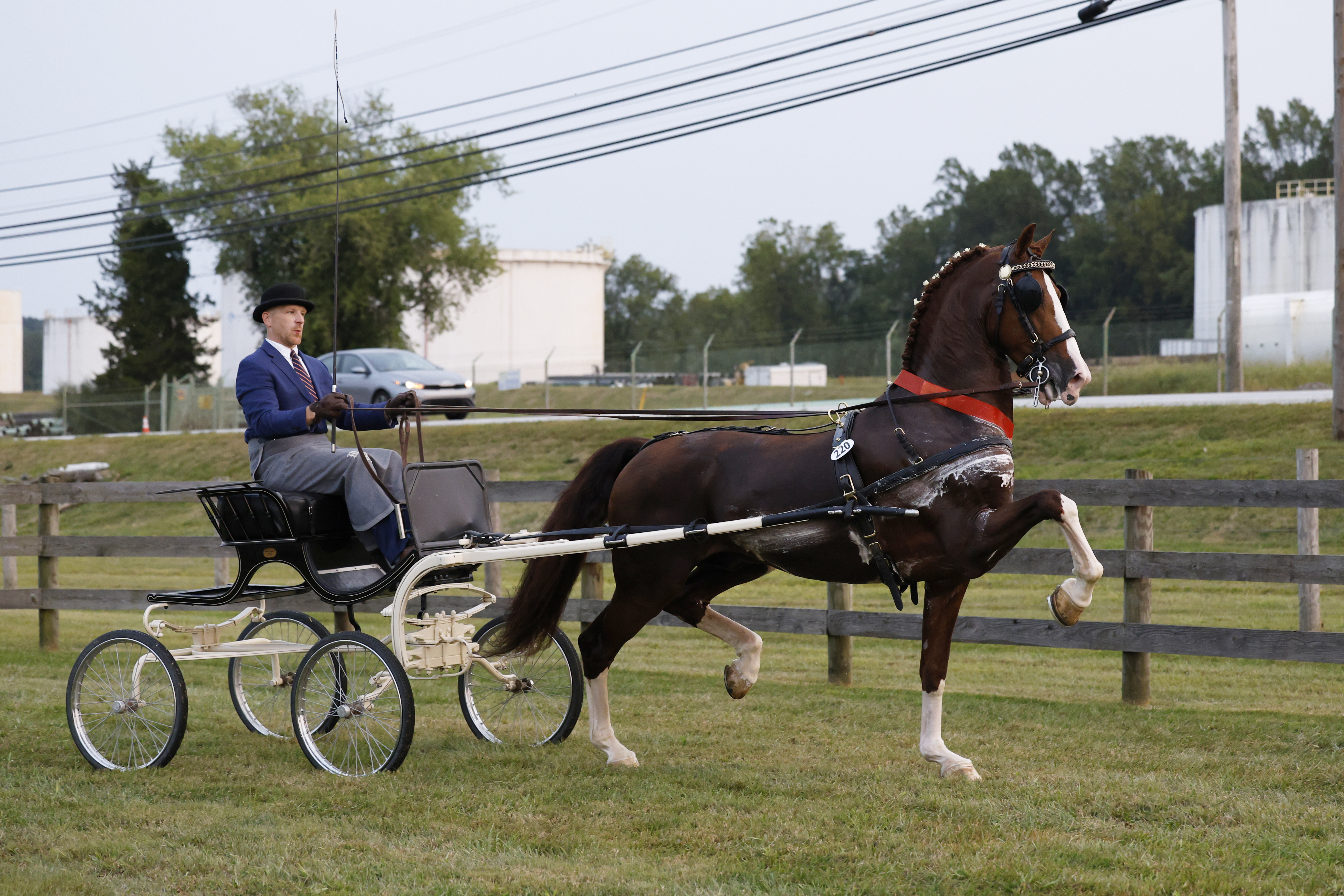 Friday Fine Harness Stallions & Geldings