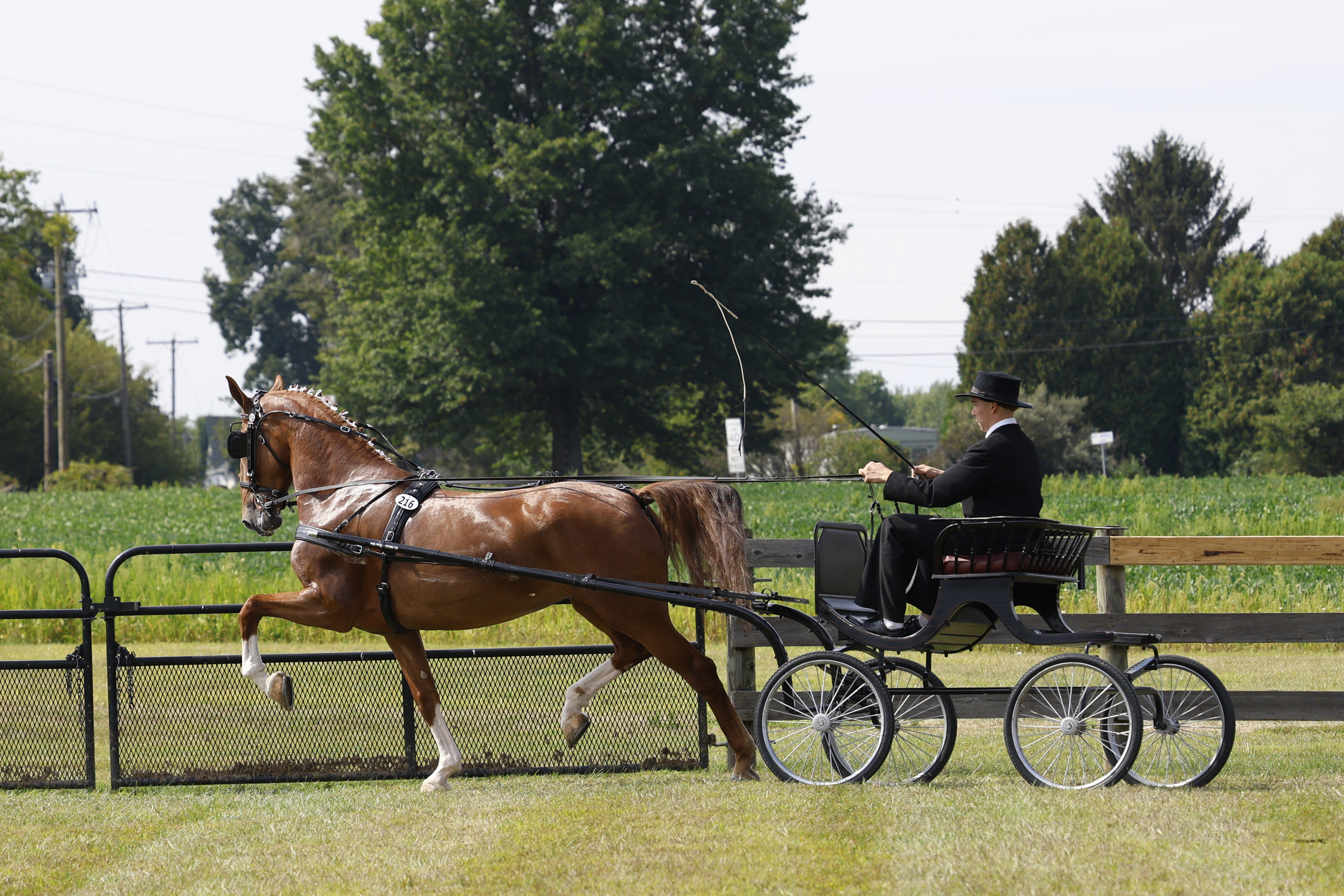 Saturday Fine Harness Cup Mares