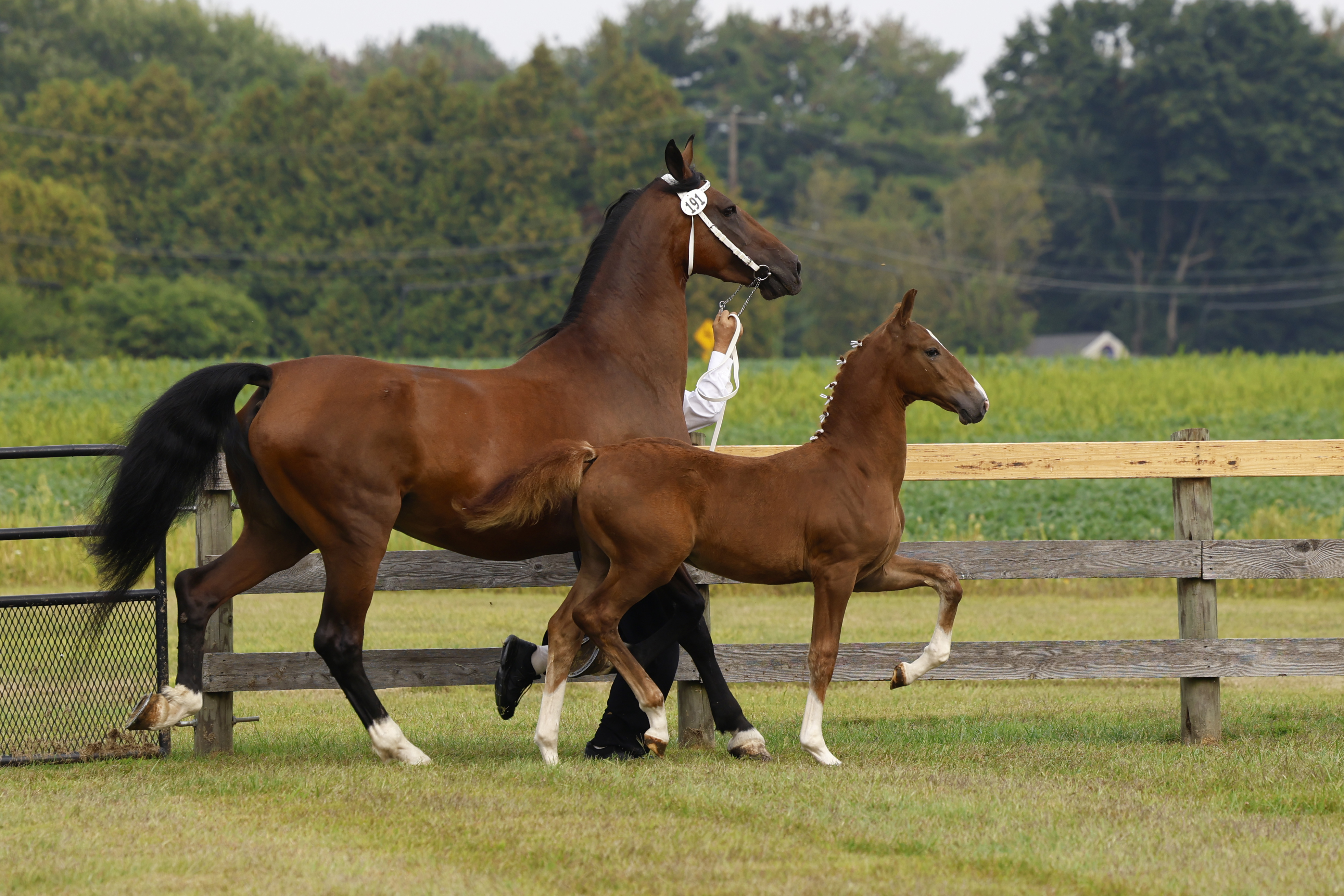 Saturday Weanling Colts