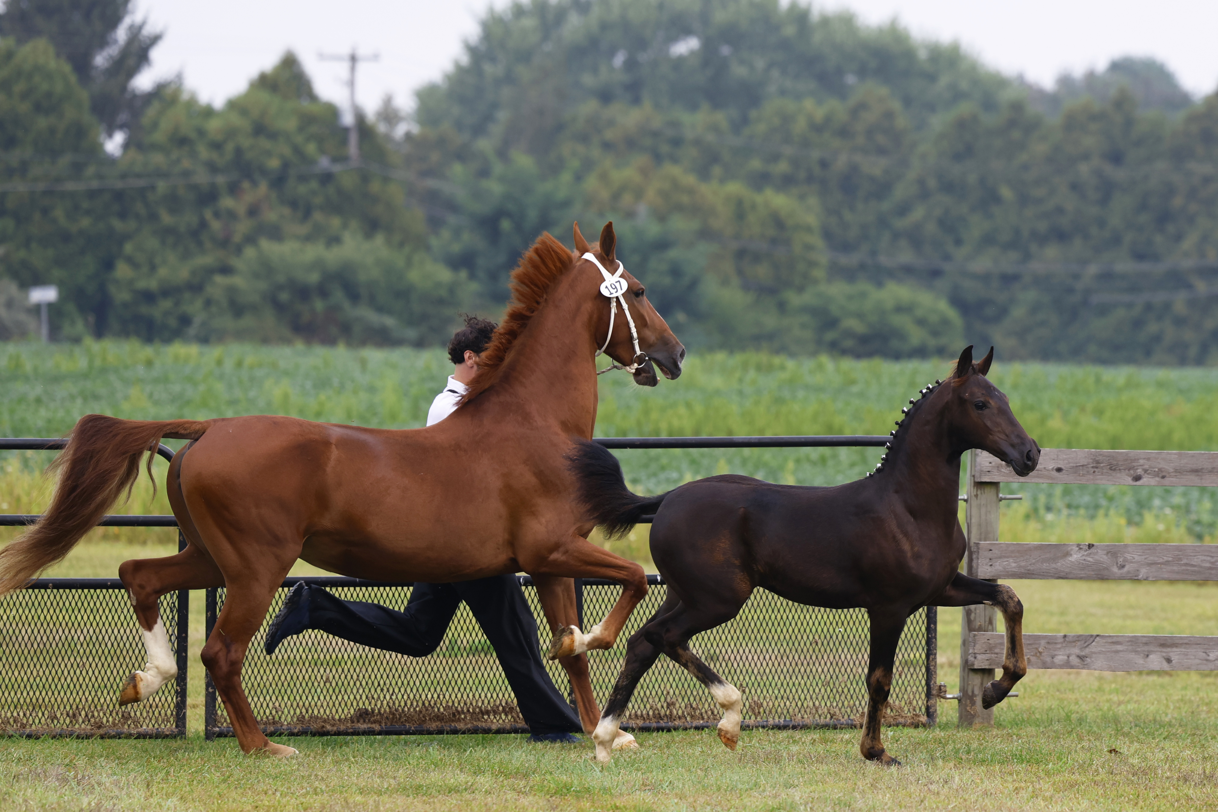 Saturday Weanling Fillies