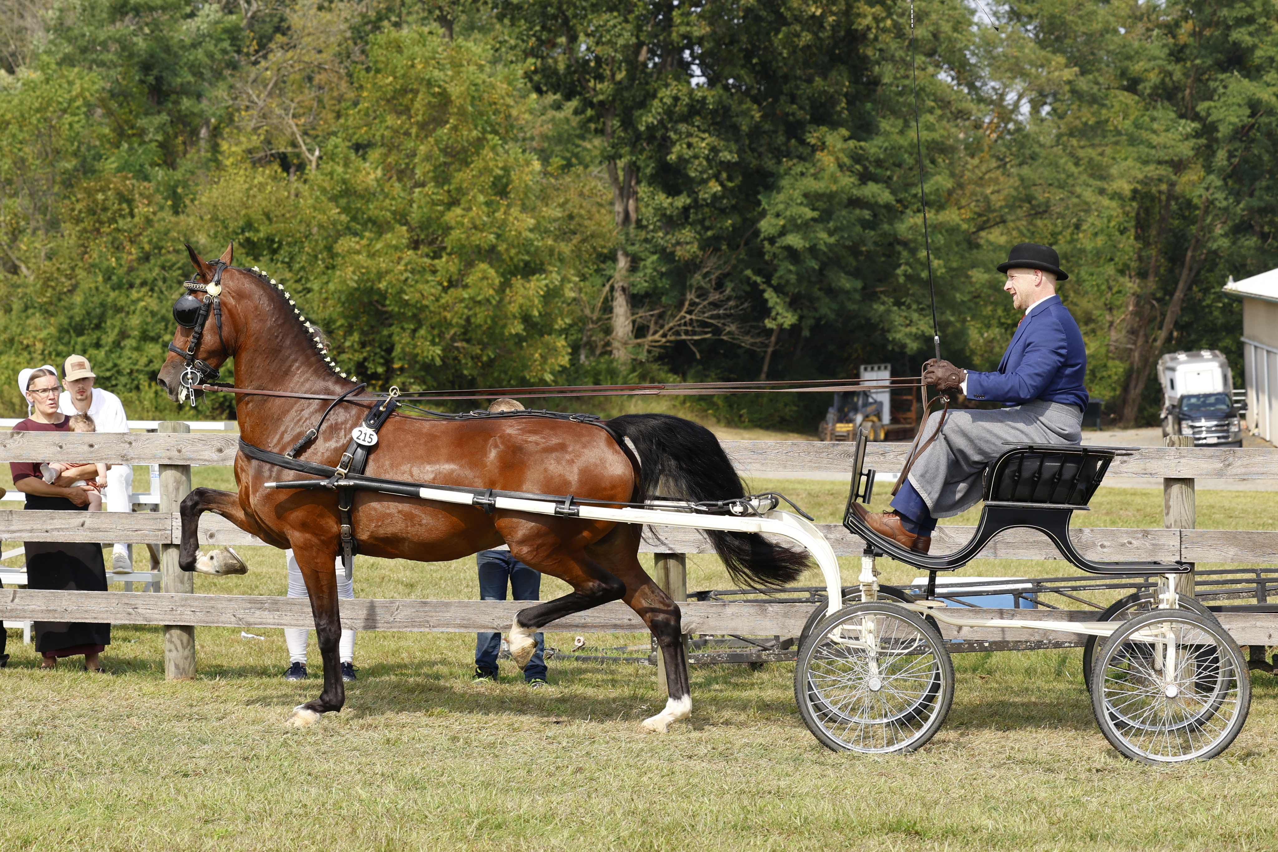 Saturday Fine Harness Cup Mares