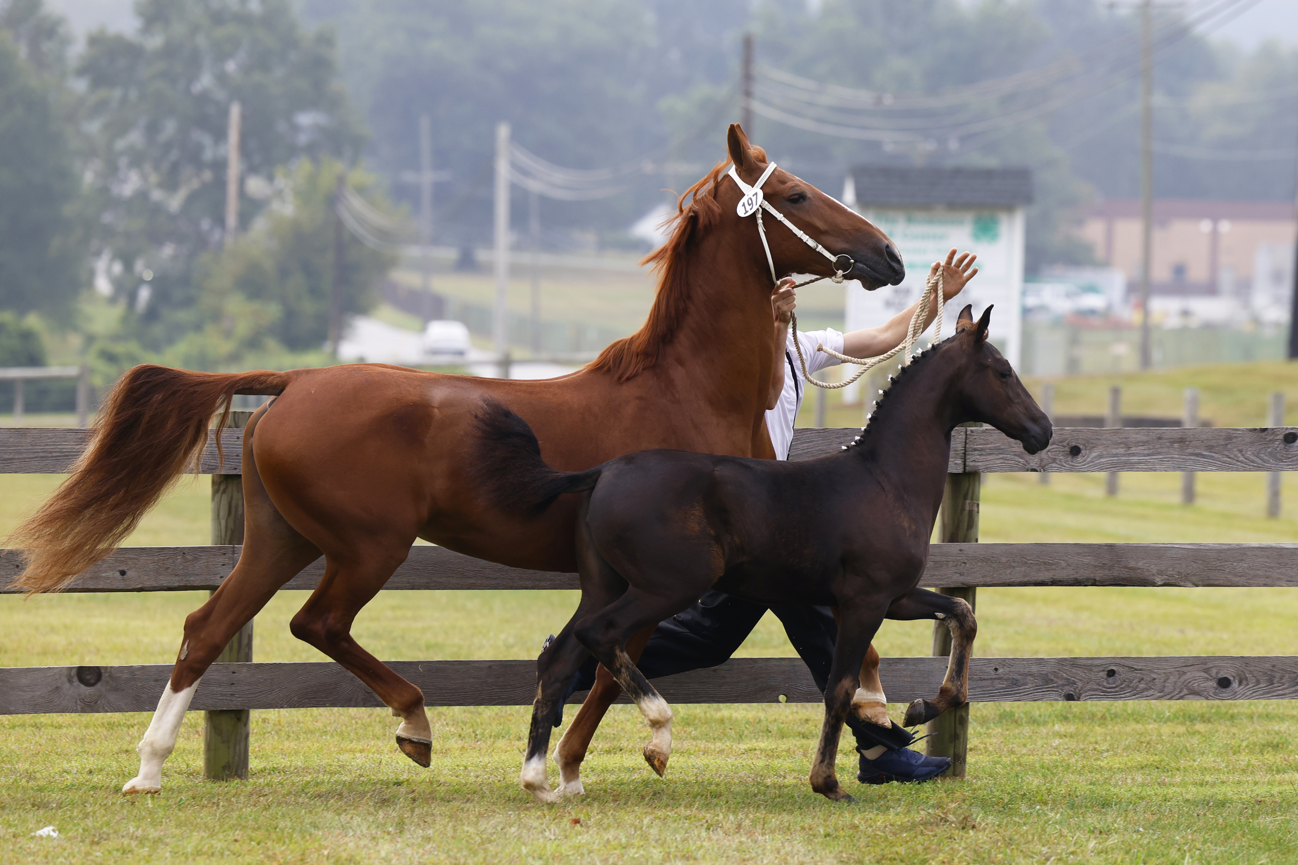 Saturday Weanling Fillies