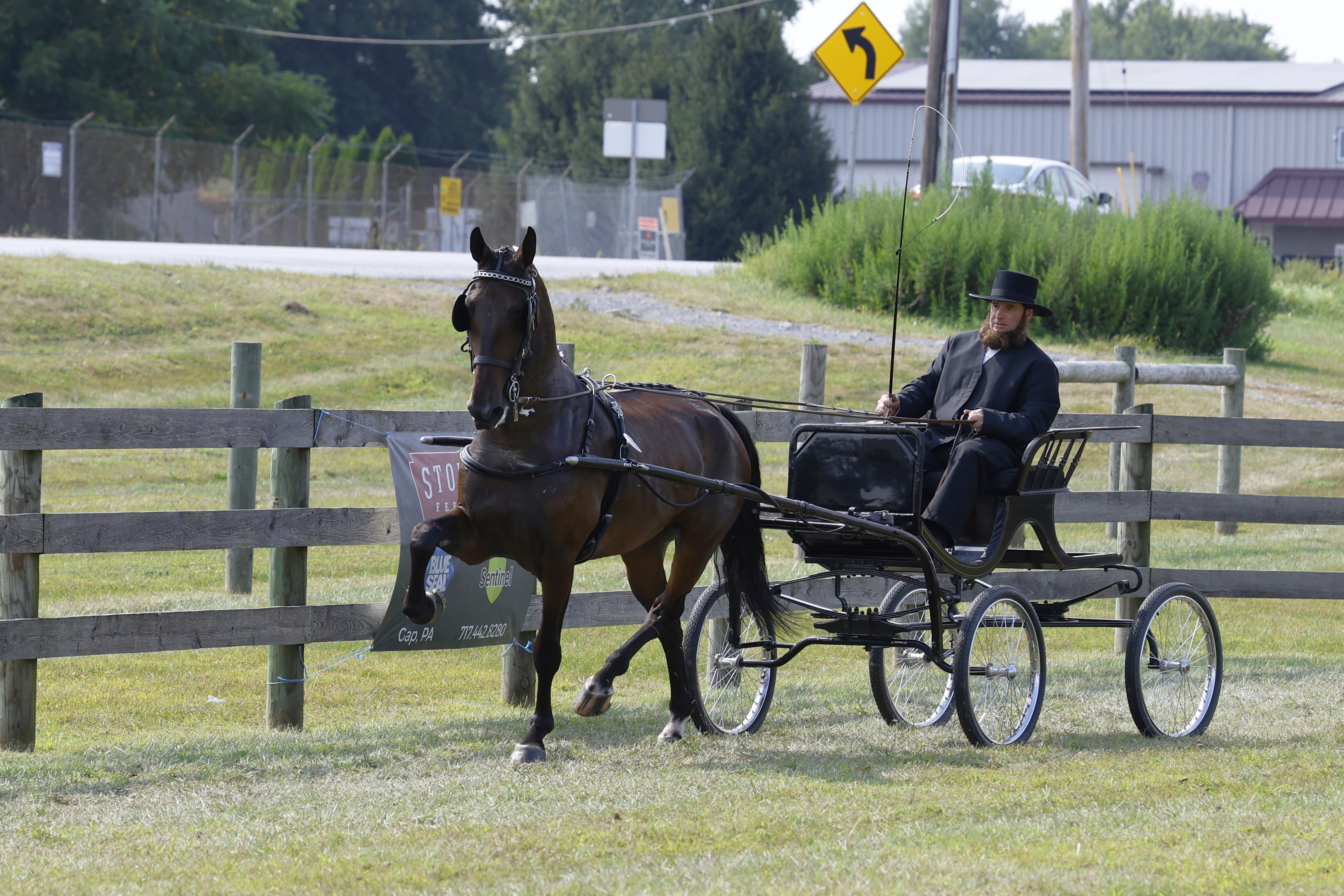 Saturday Fine Harness Cup Mares