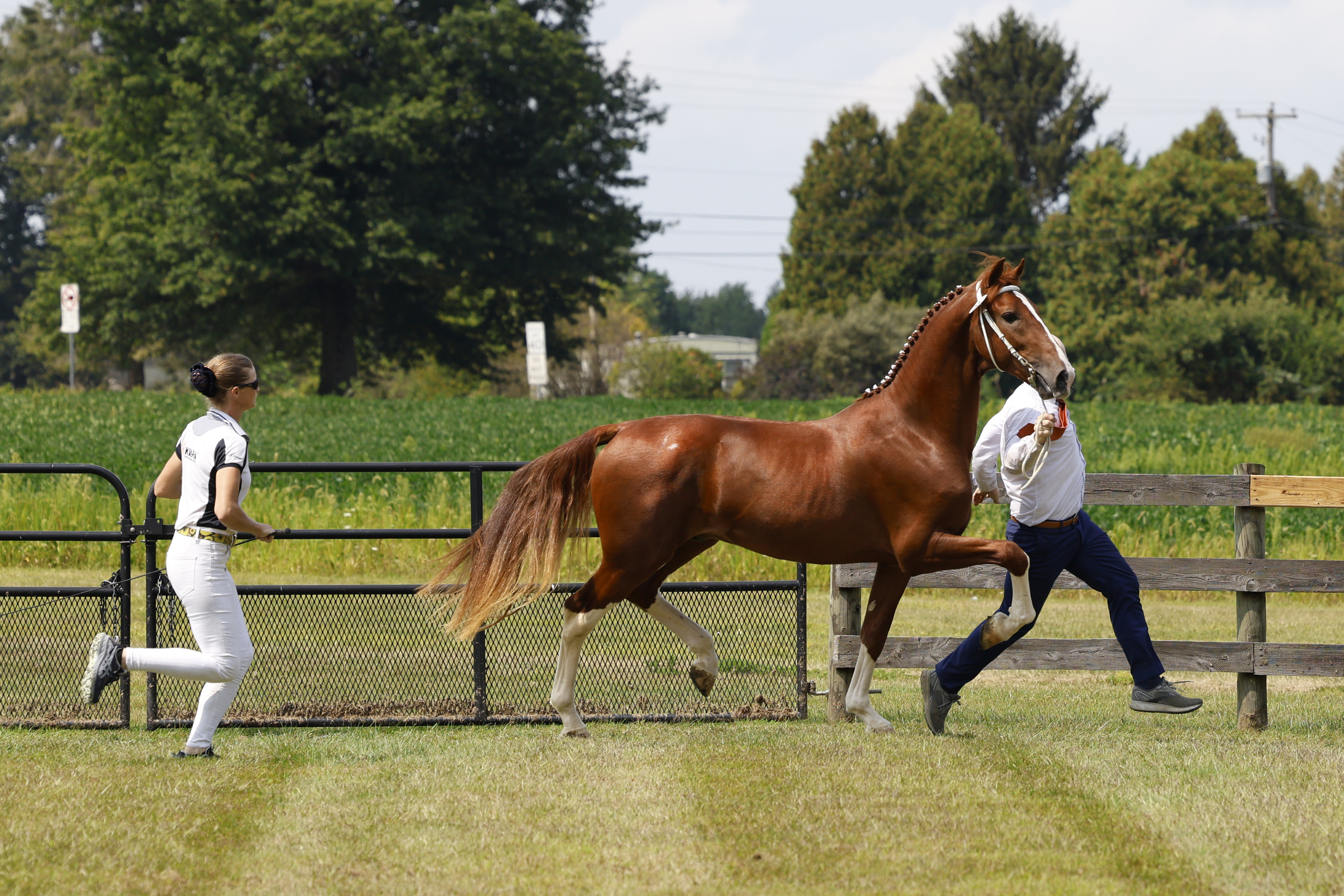 Saturday Overall In Hand Championship