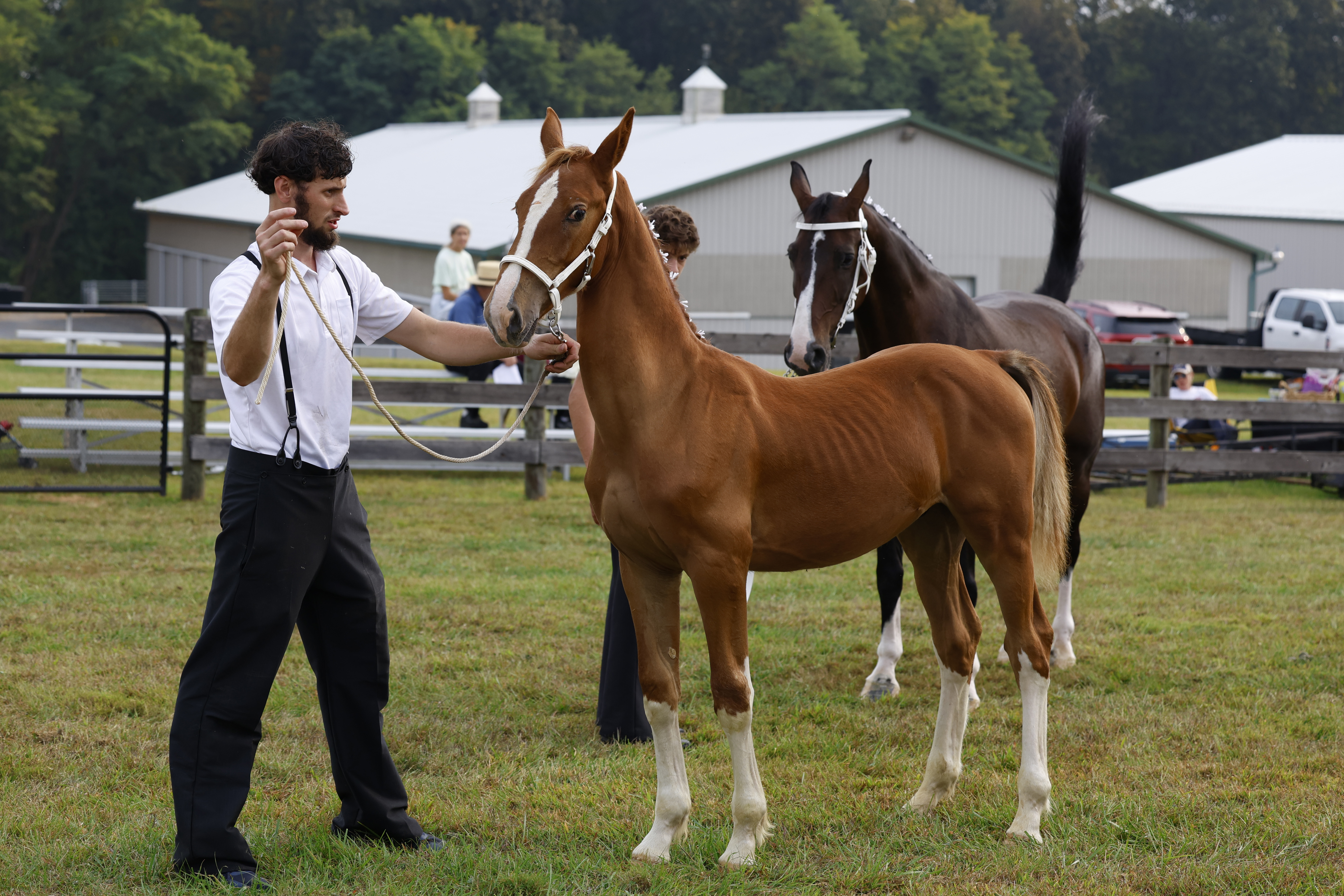 Saturday Weanling Colts