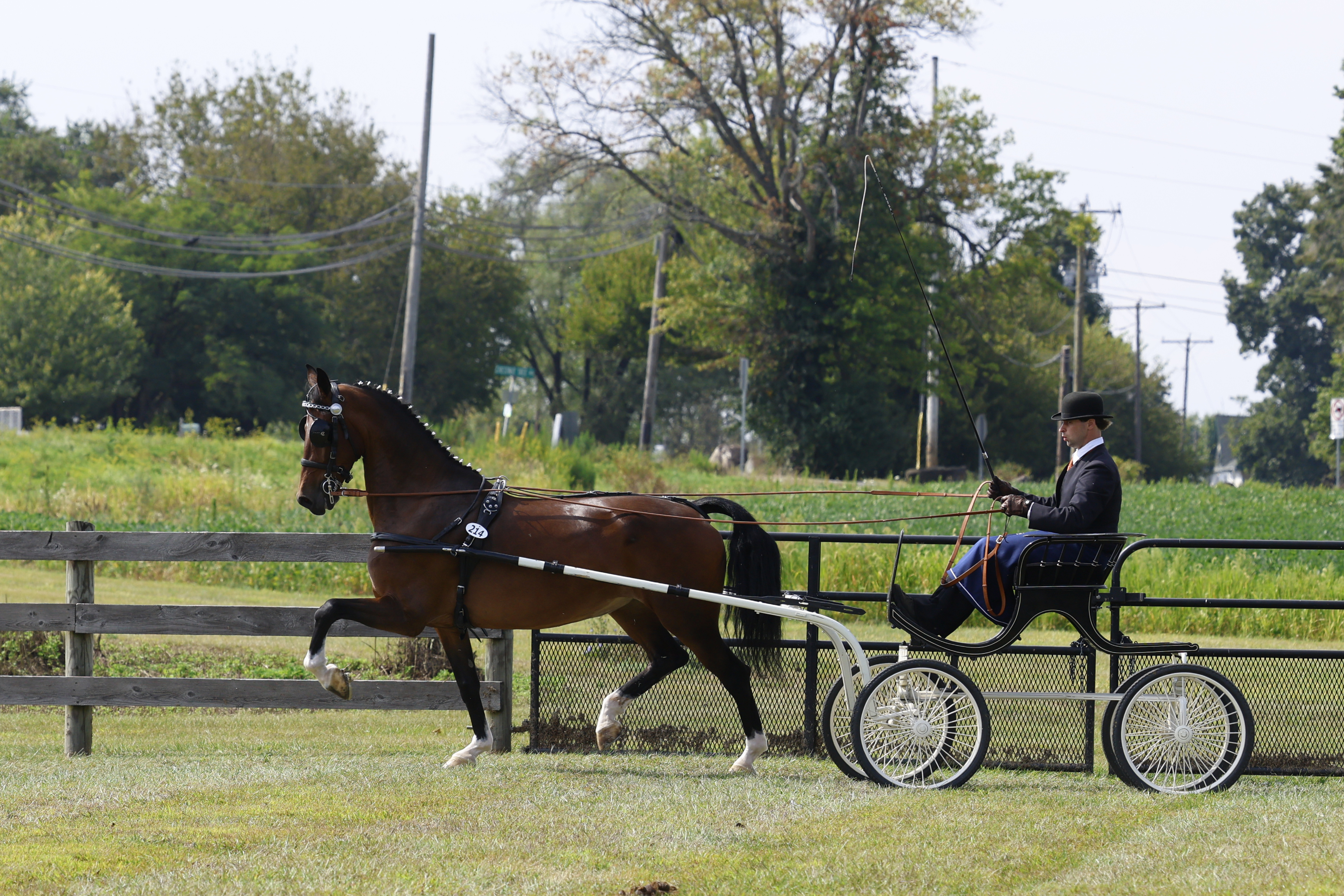 Saturday Fine Harness Cup Mares