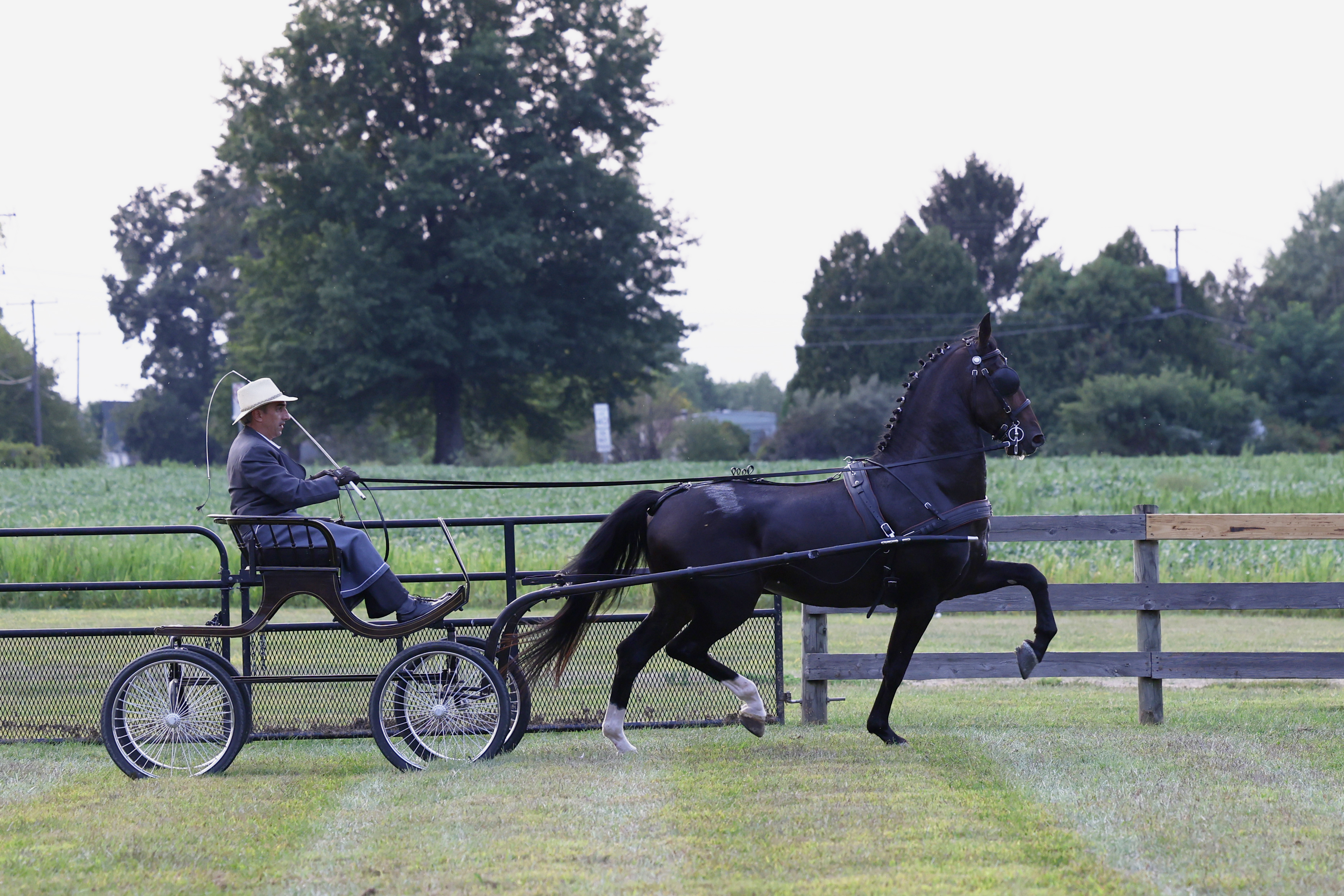 Friday IBOP Stallion