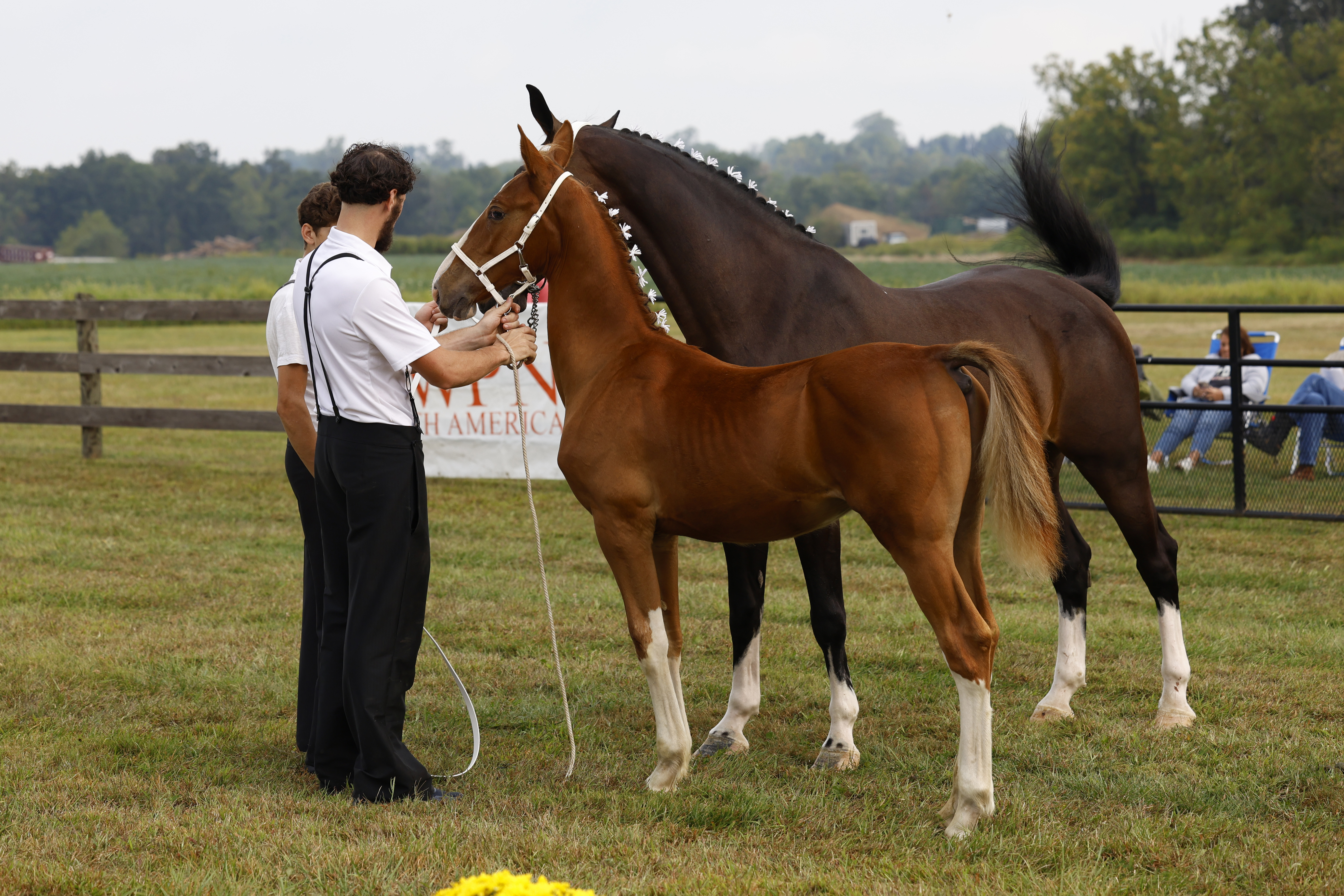 Saturday Weanling Colts