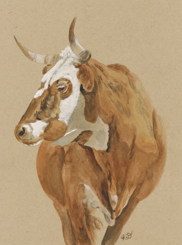 Criollo Cow - Print