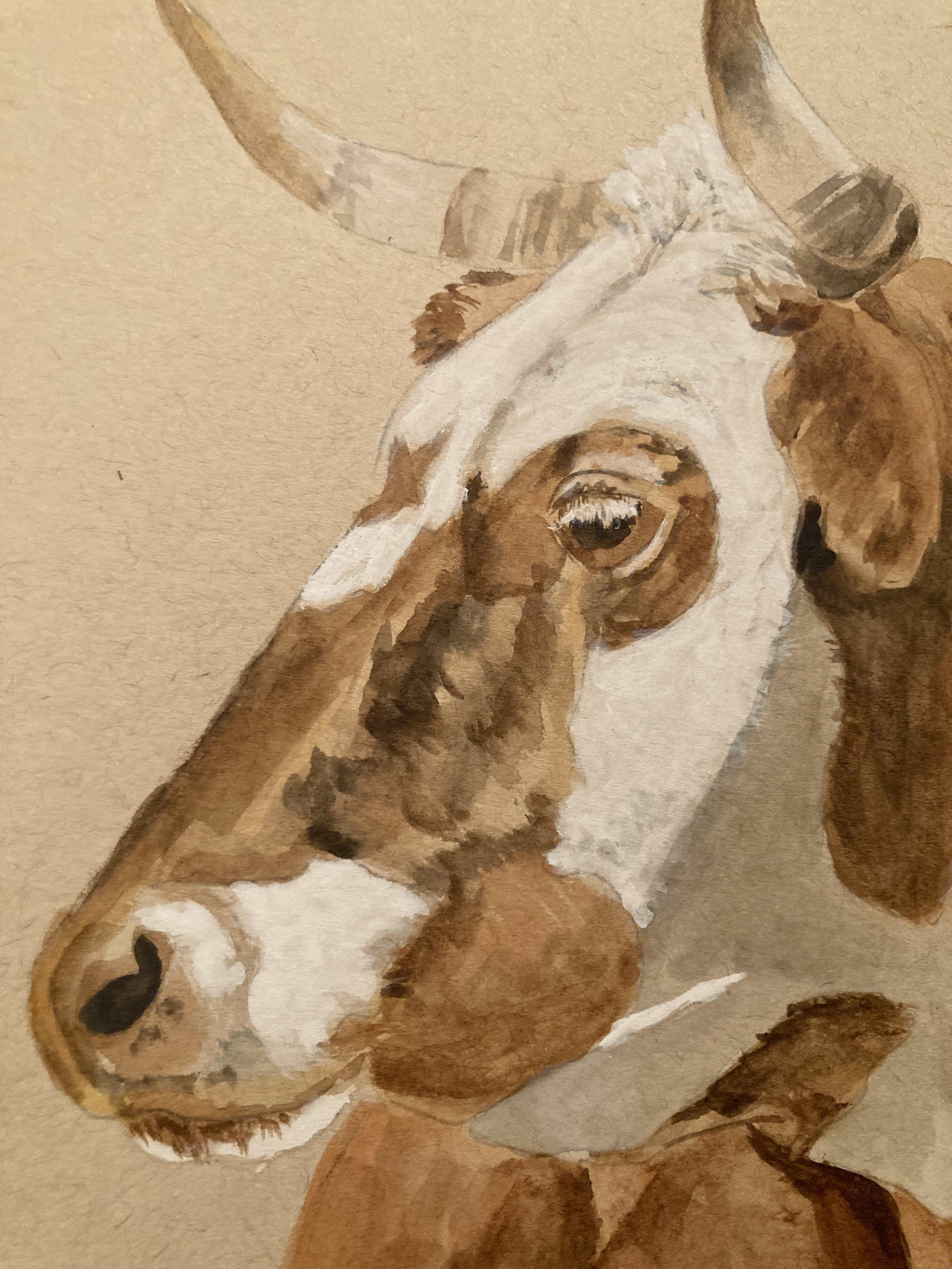 Criollo Cow - Original