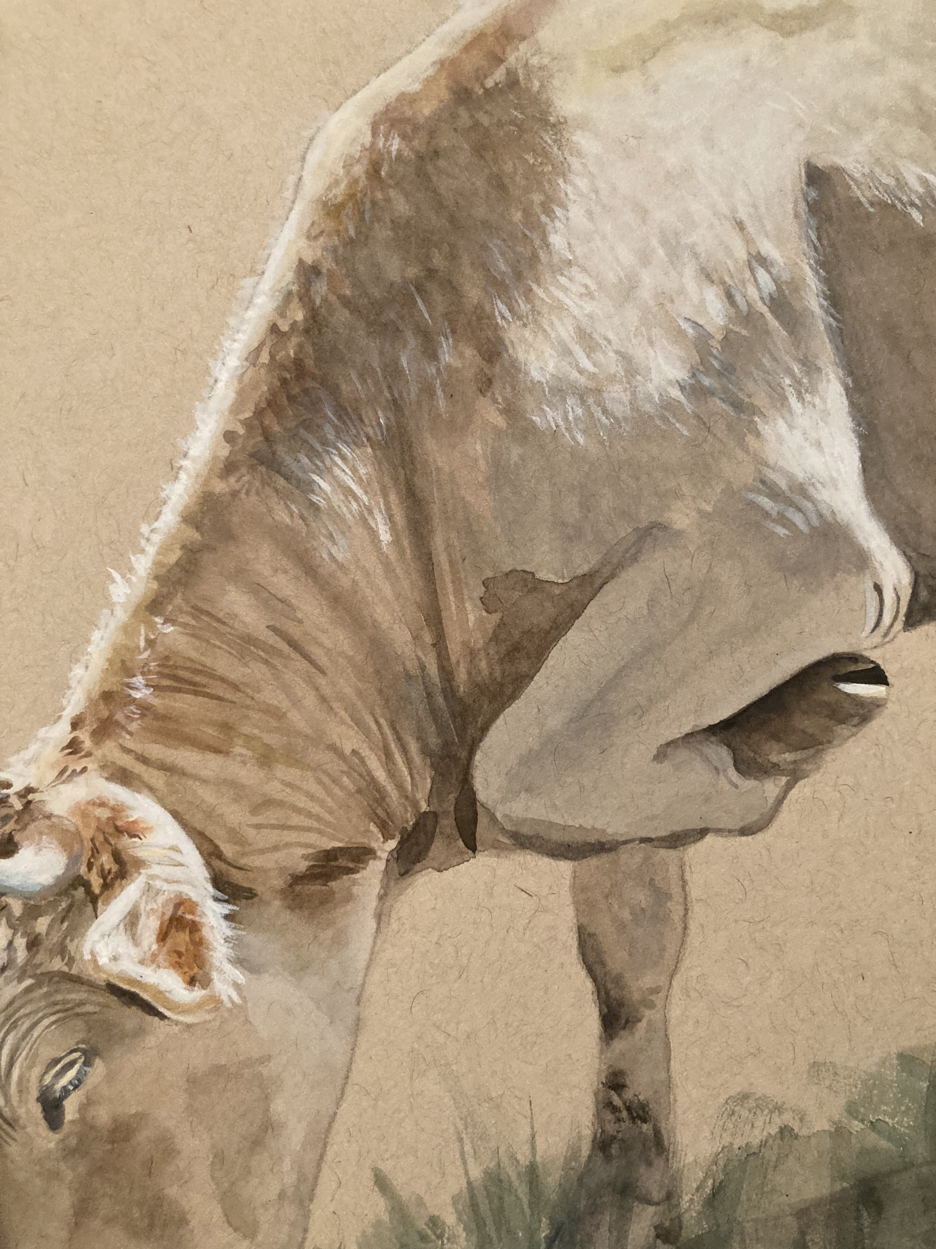 Blonde D-Aquitaine Cow - Original