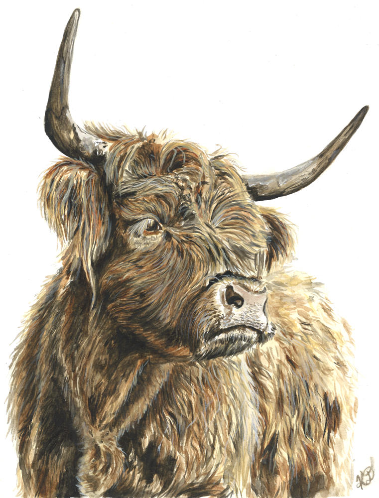 Highland Cow - Original 