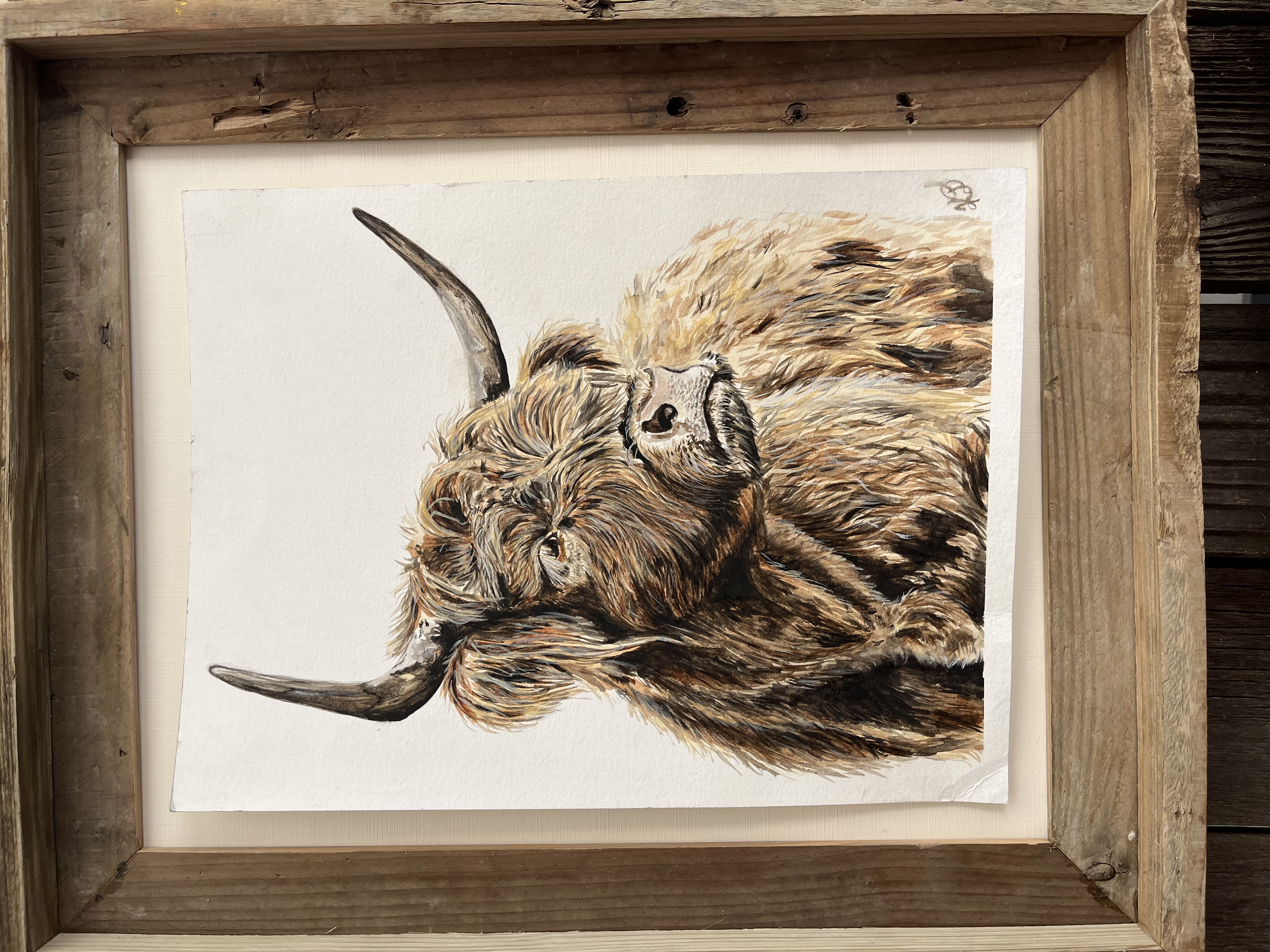 Highland Cow - Original 