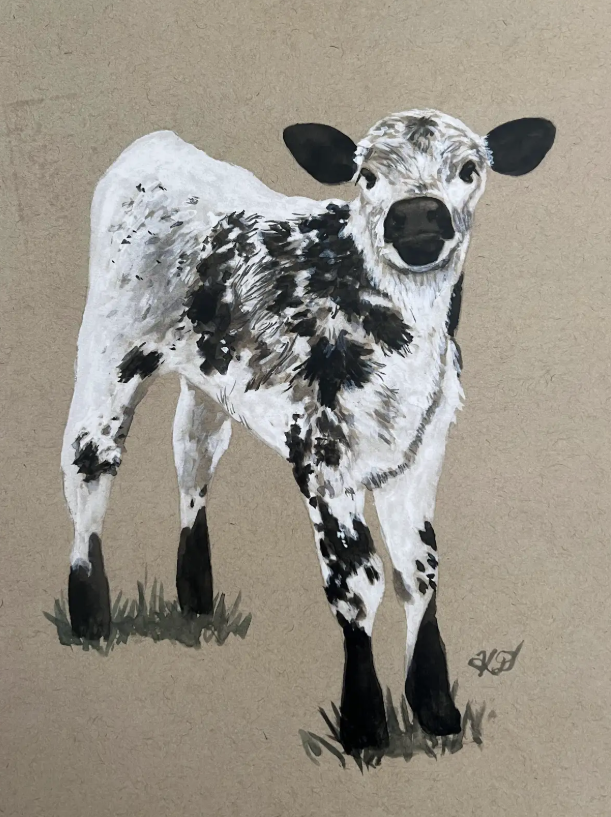 Canadian Speckle Park Calf - Print
