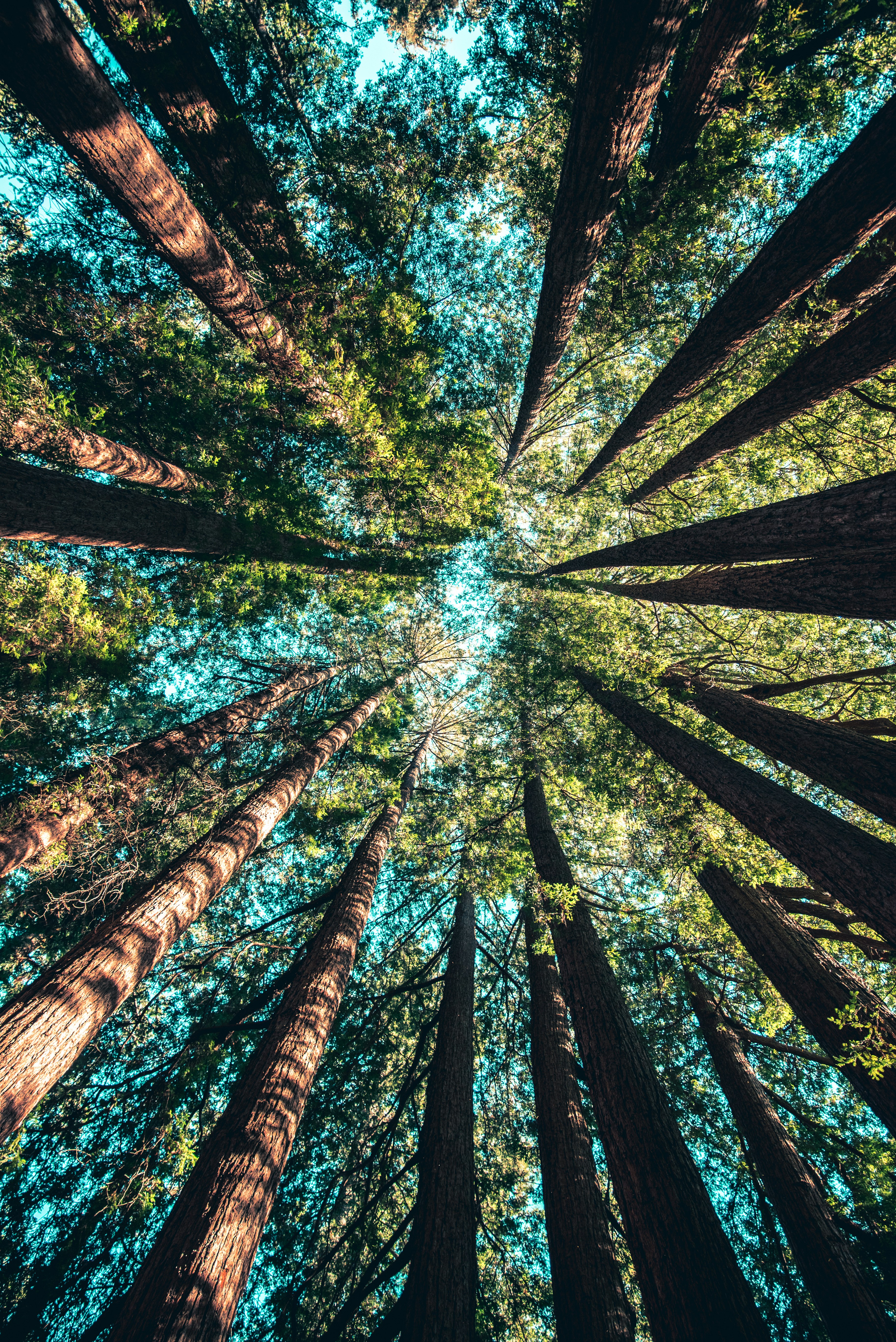 COMING SOON - Plant a tree