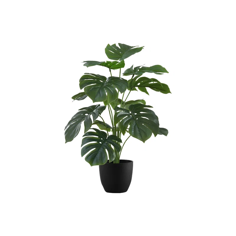 Monstera deliciosa 10 inch pot