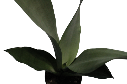 Sansevieria trifasciata 6 inch