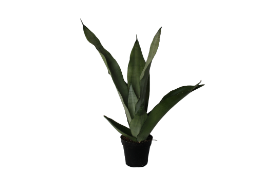 Sansevieria trifasciata 6 inch