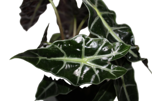 Alocasia amazonica 4 inch pot