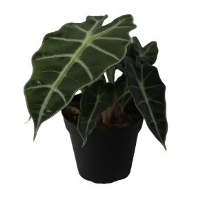 Alocasia amazonica 4 inch pot