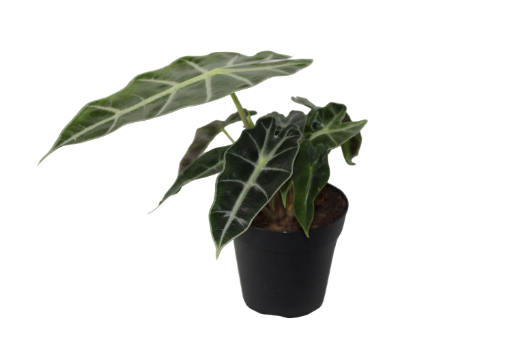 Alocasia amazonica 4 inch pot