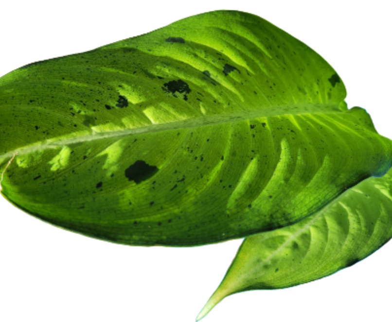 Dieffenbachia ‘Camouflage’ 6 inch pot