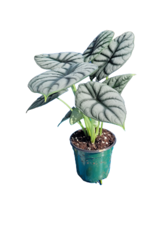 Alocasia baginda 4 inch pot