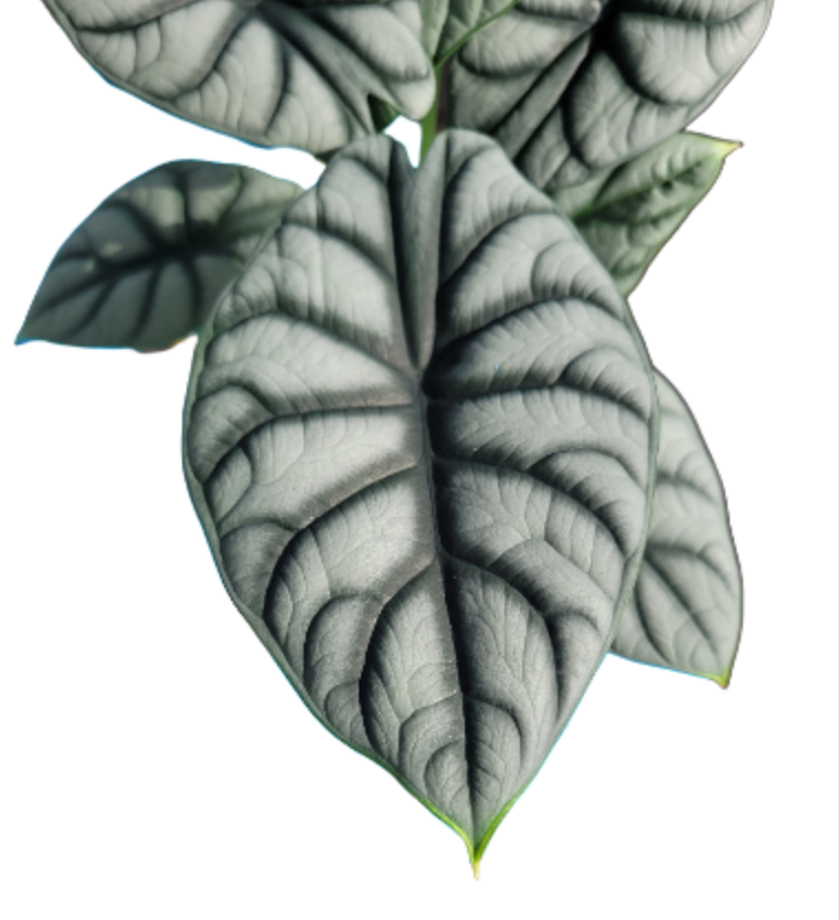 Alocasia baginda 4 inch pot