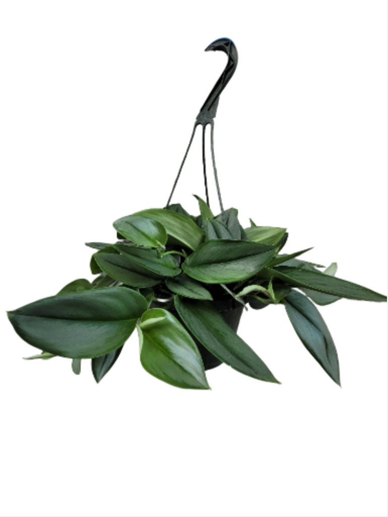 Scindapsus Moonlight trebuii 8in Hanging Pot