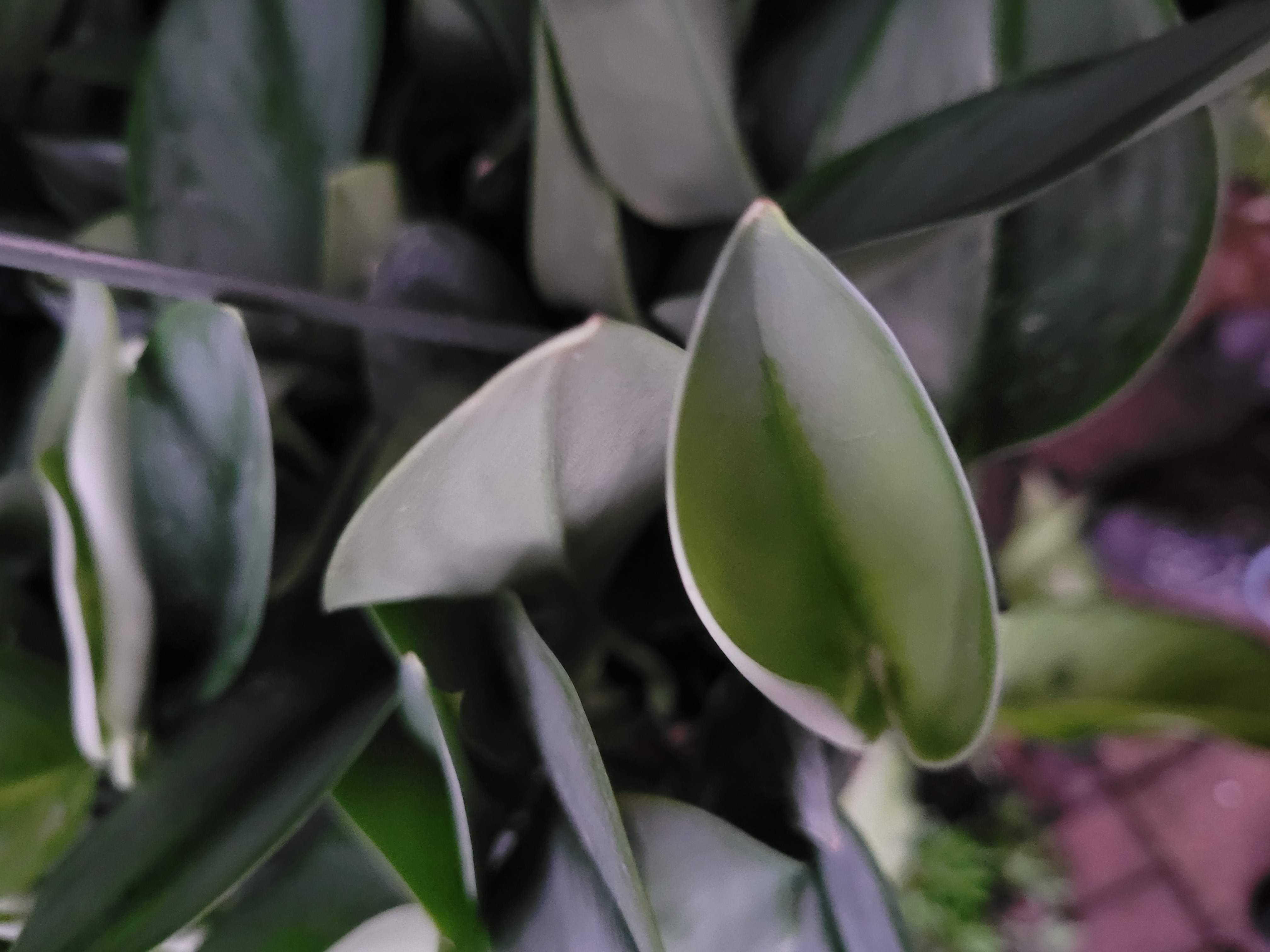 Scindapsus Moonlight trebuii 8in Hanging Pot