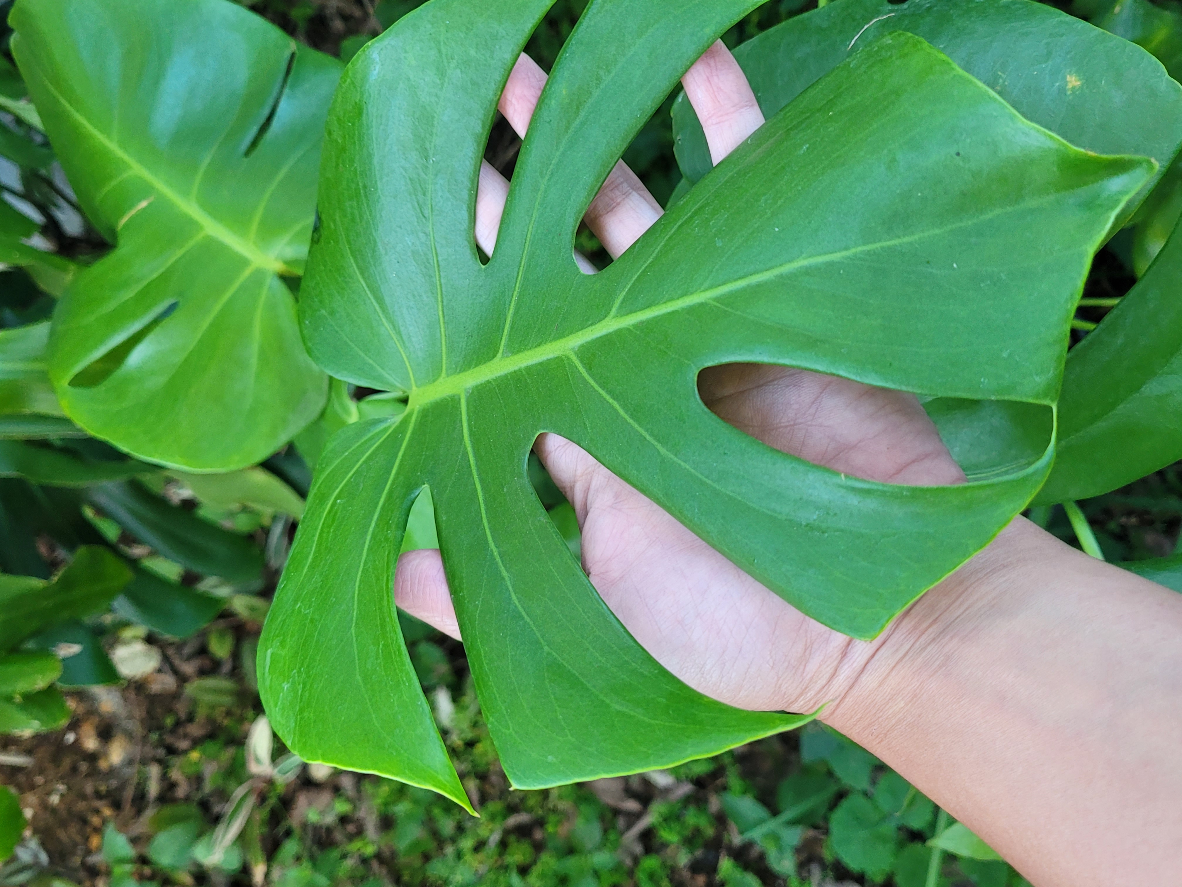 Monstera deliciosa 10 inch pot