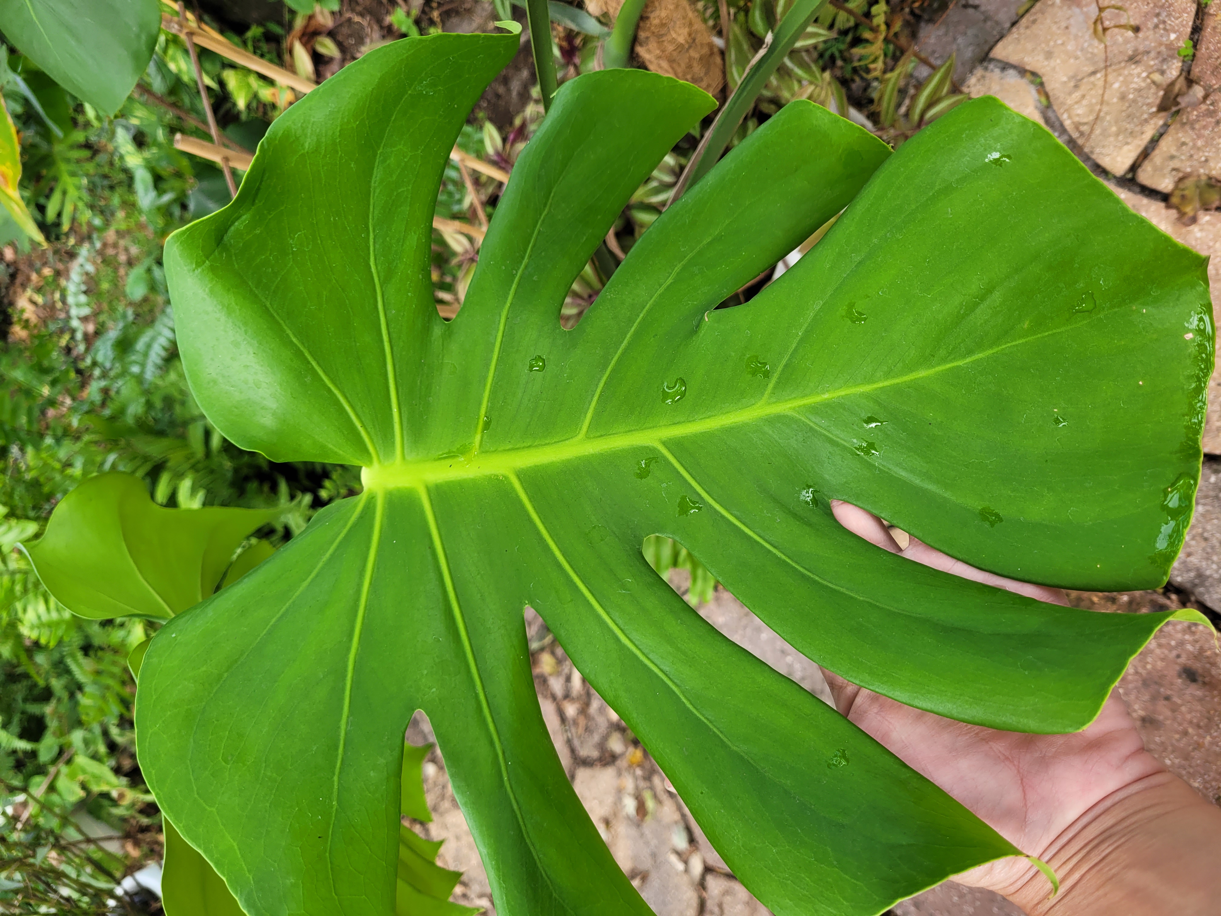 Monstera deliciosa 10 inch pot