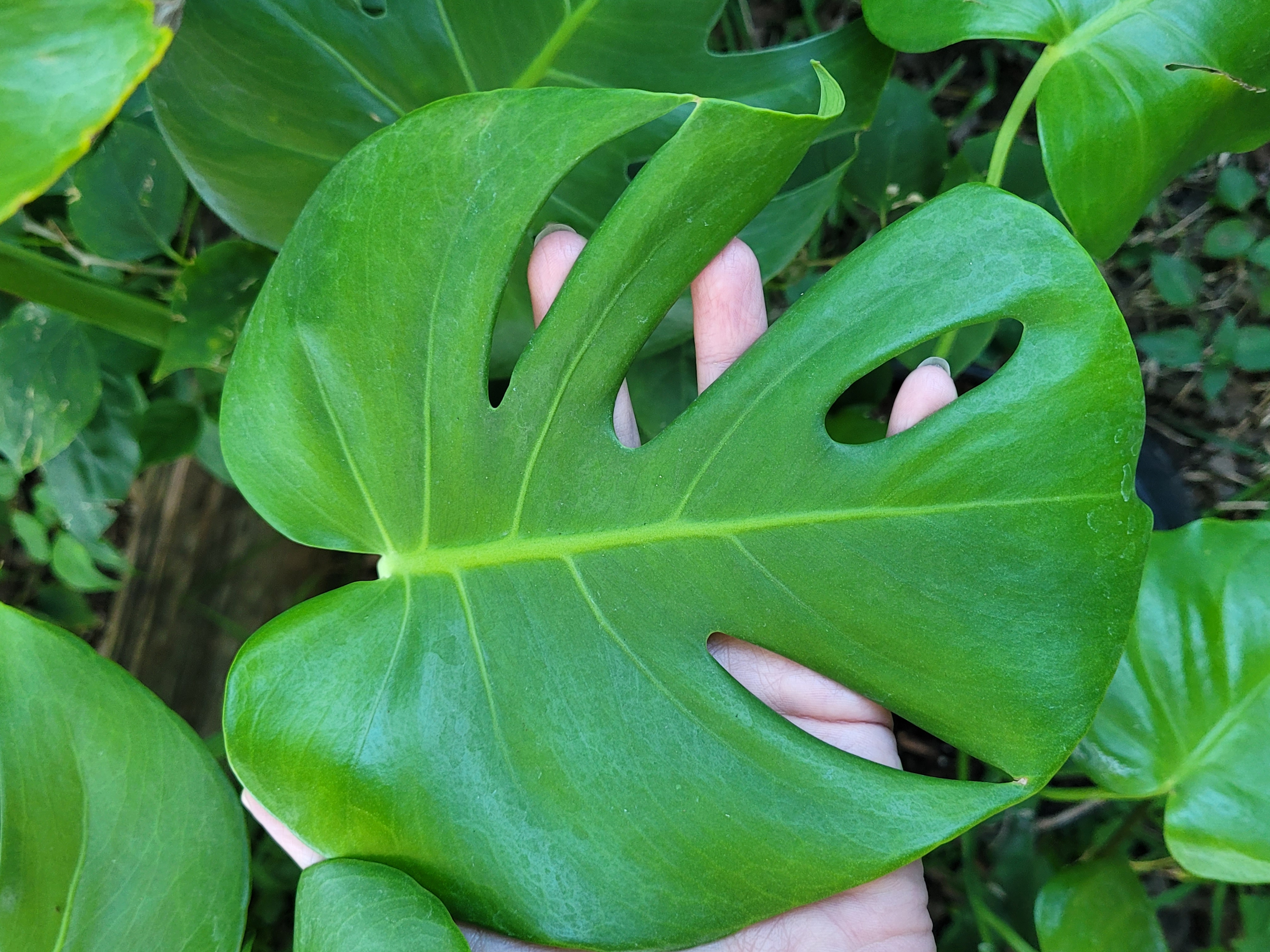Monstera deliciosa 10 inch pot