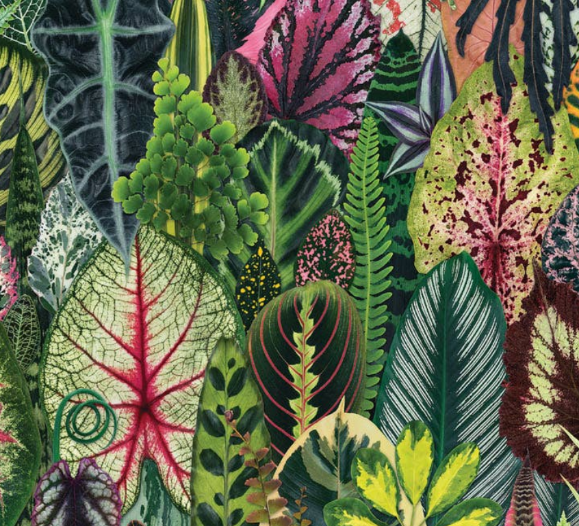 Houseplant Jungle Puzzle