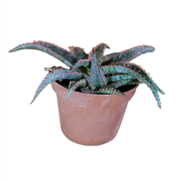 Aloe 'Christmas Carol'