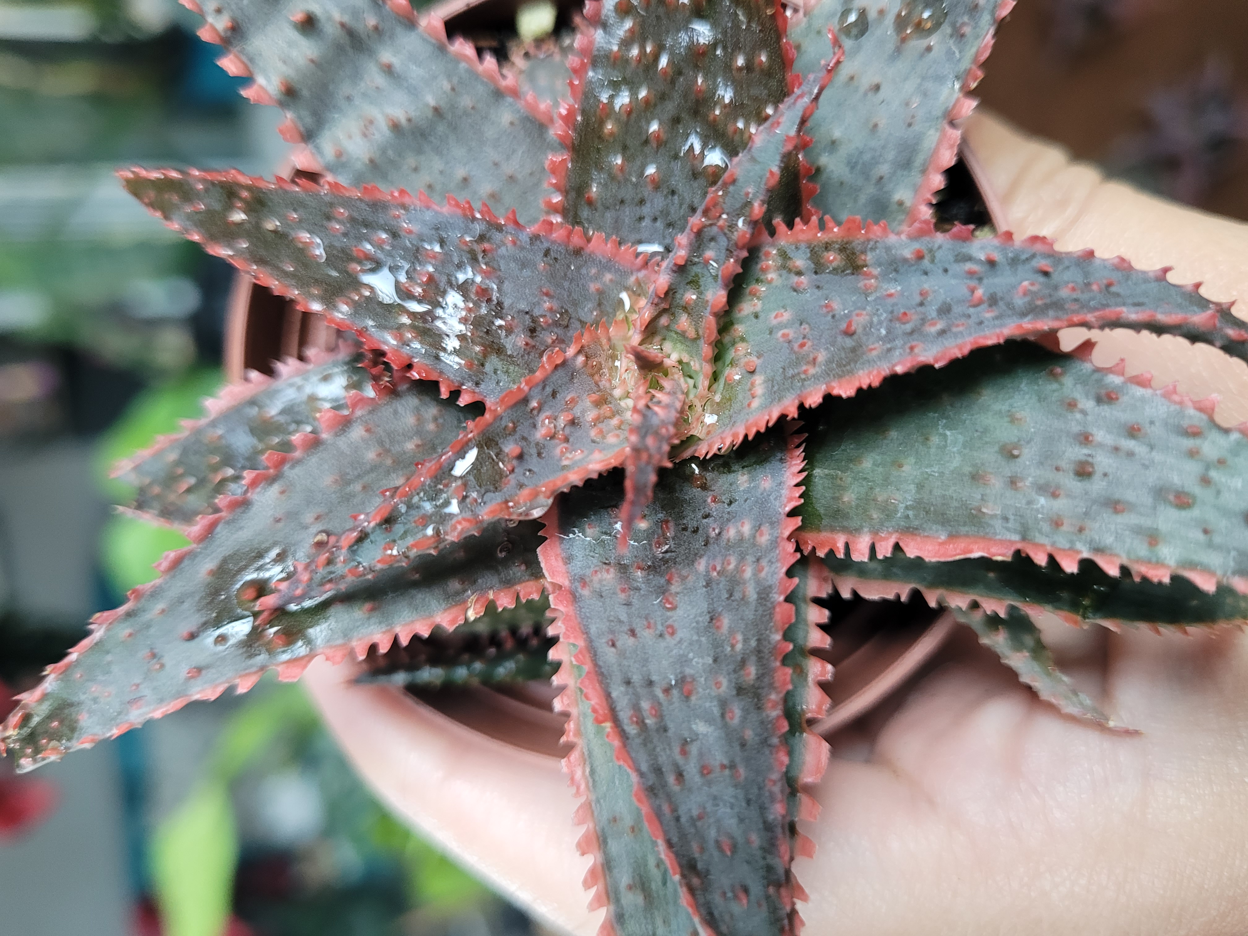 Aloe 'Christmas Carol'