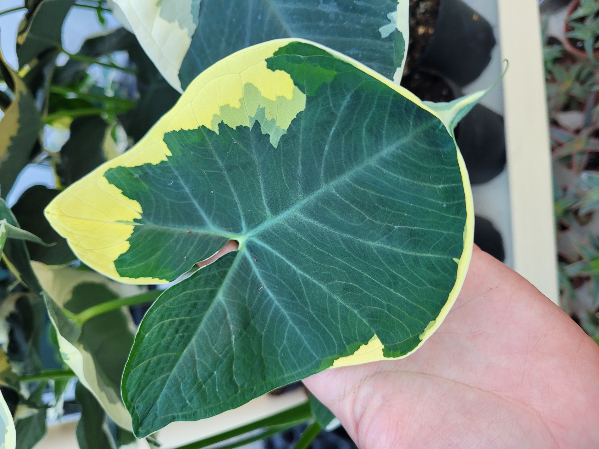 Alocasia xanthosoma variegata 4in