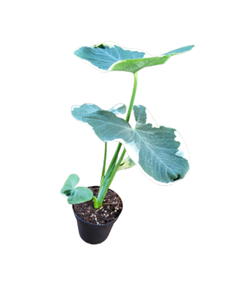 Alocasia xanthosoma variegata 4in