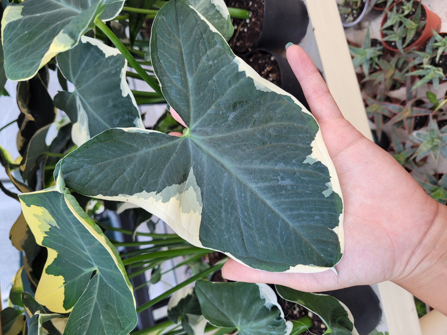 Alocasia xanthosoma variegata 4in