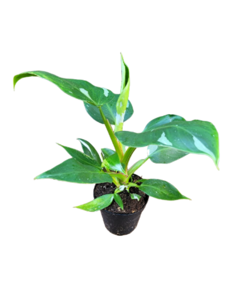 Philodendron erubescens White Knight