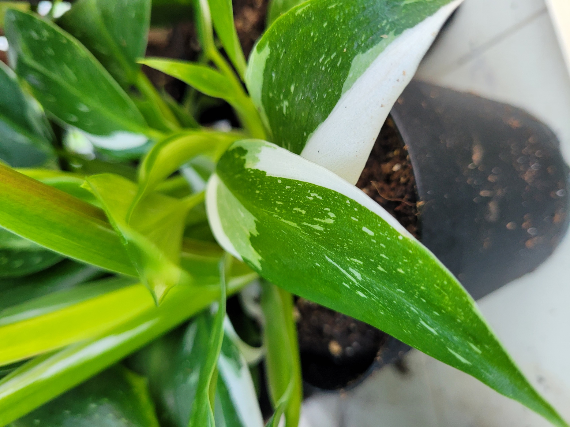 Philodendron erubescens White Knight