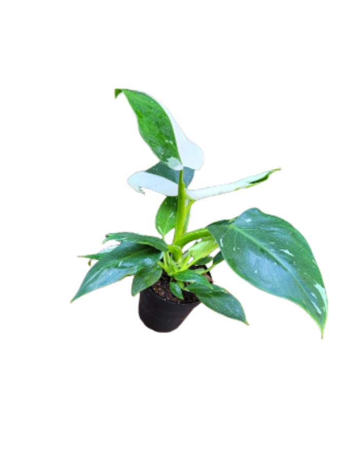Philodendron erubescens 4 in White Wizard