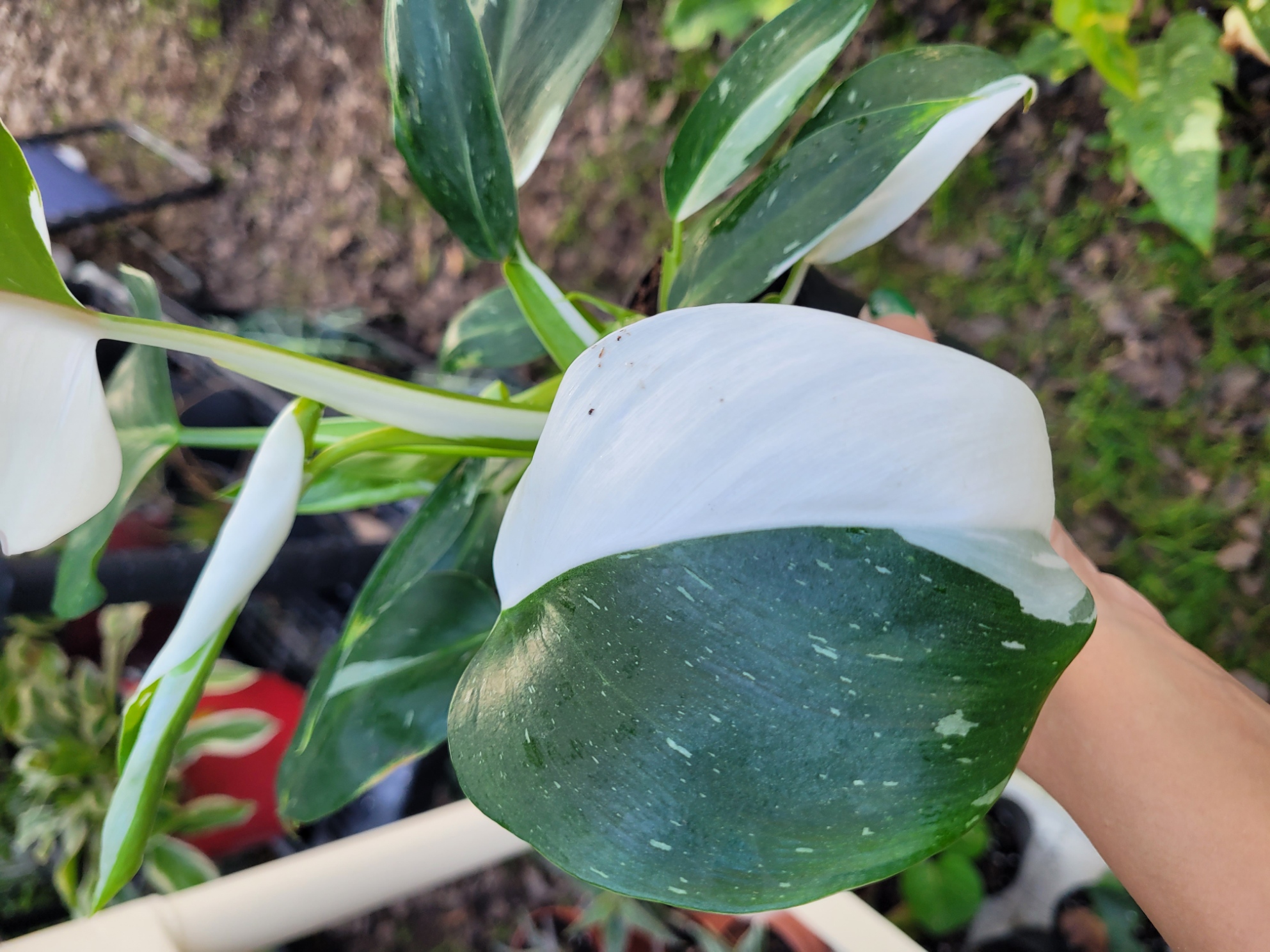 Philodendron erubescens 4 in White Wizard