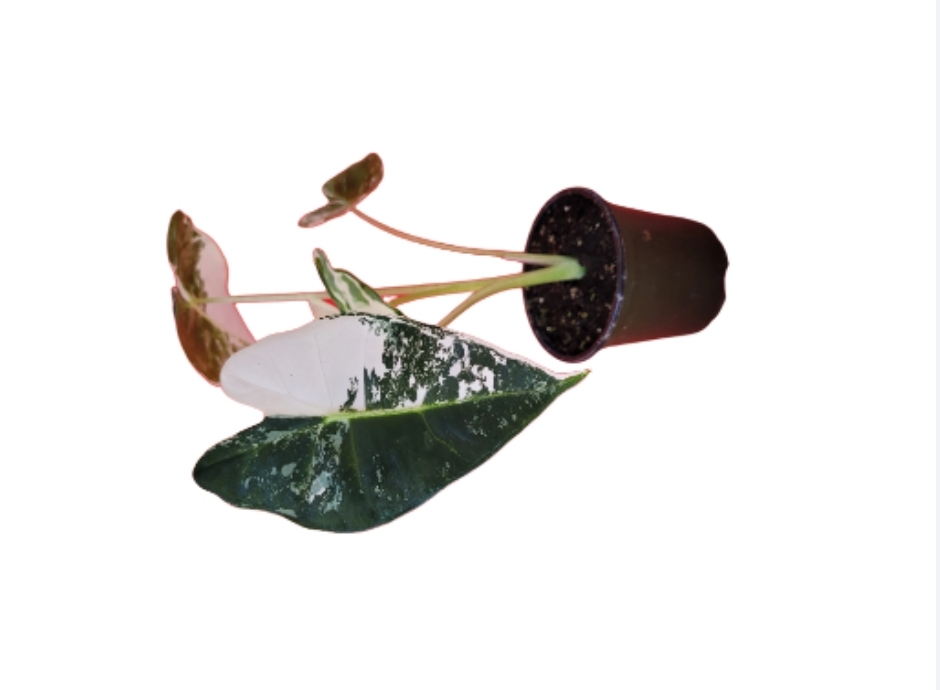 Alocasia Frydek Variegated