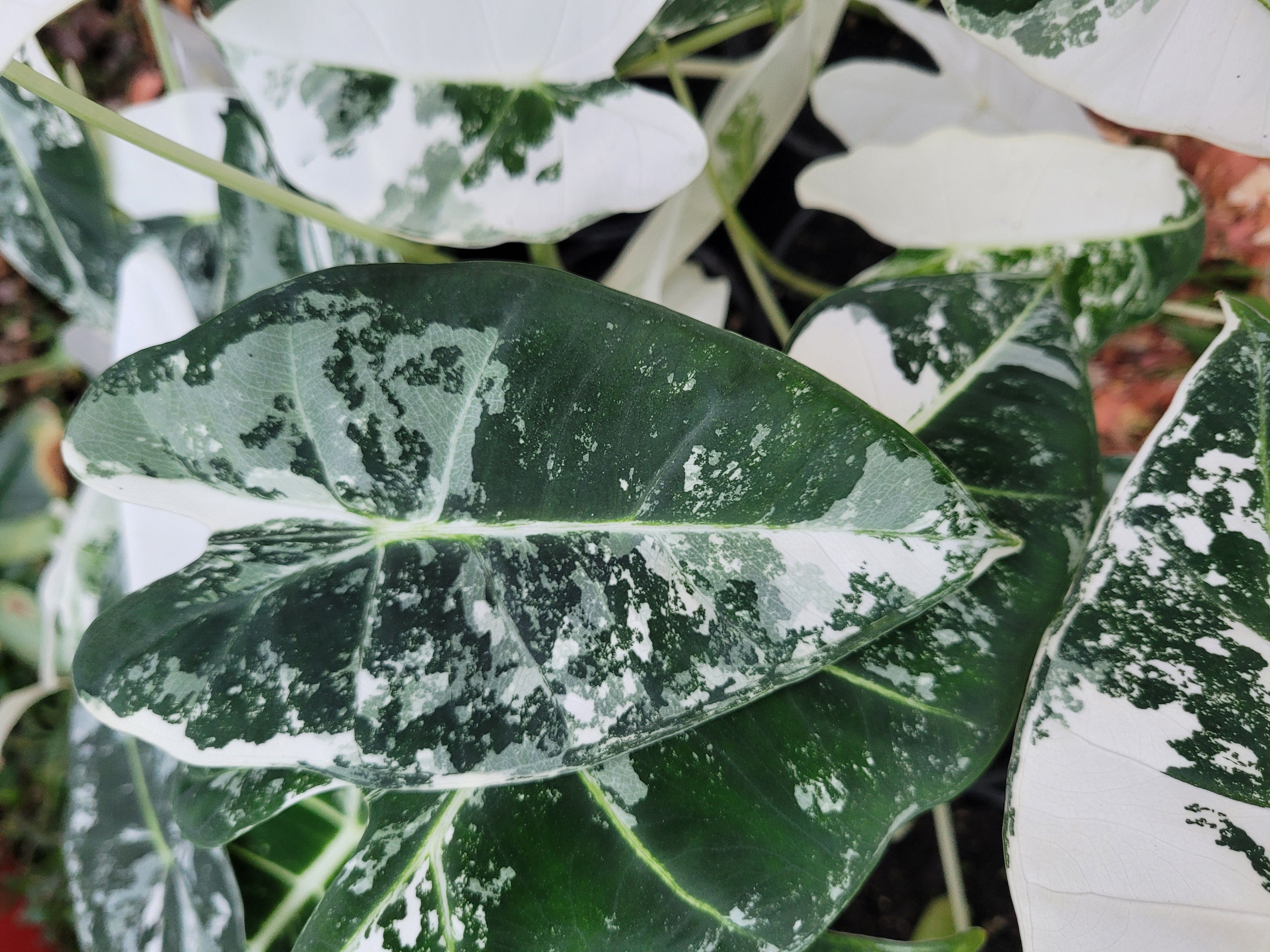 Alocasia Frydek Variegated 