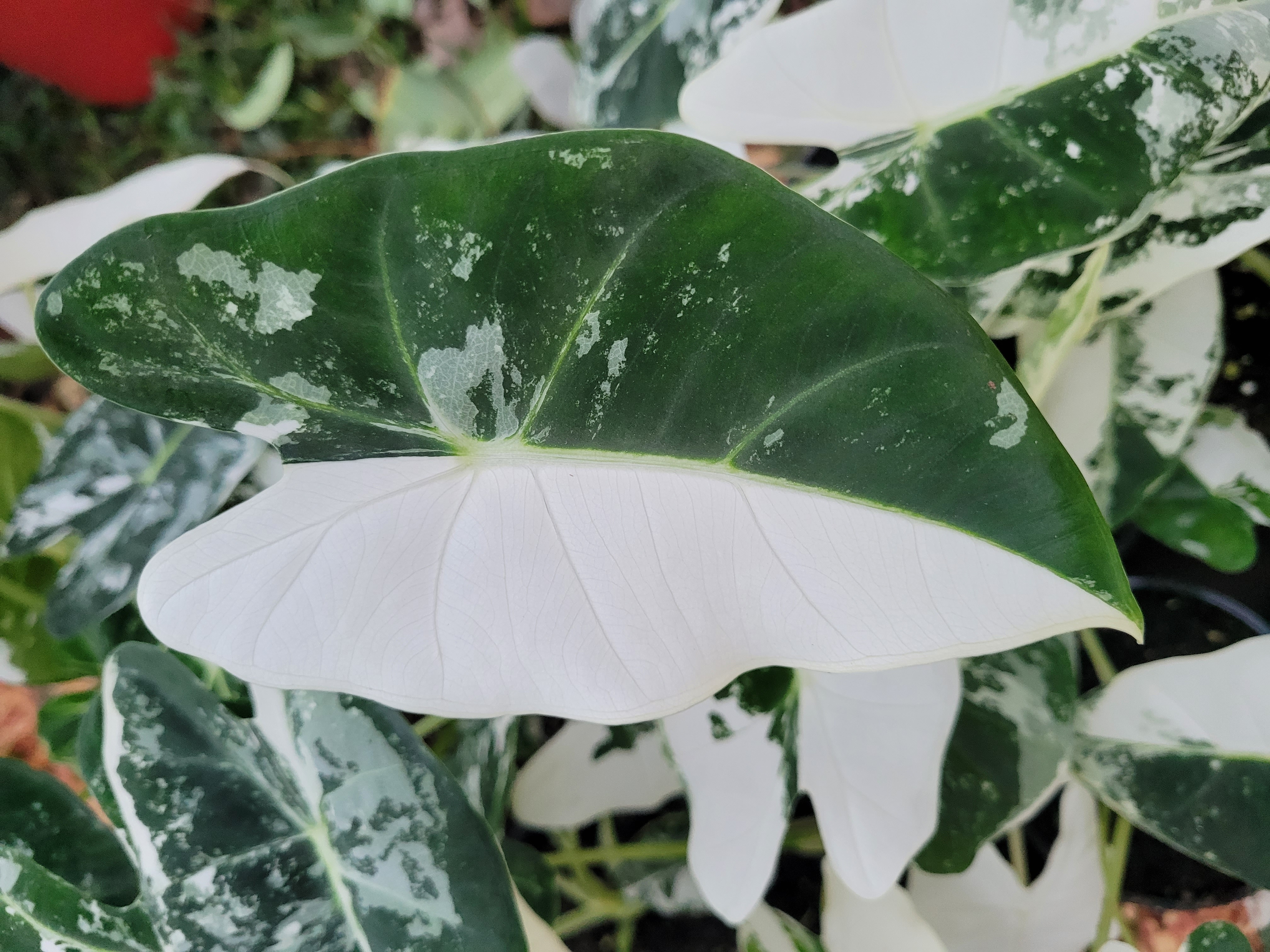 Alocasia Frydek Variegated 