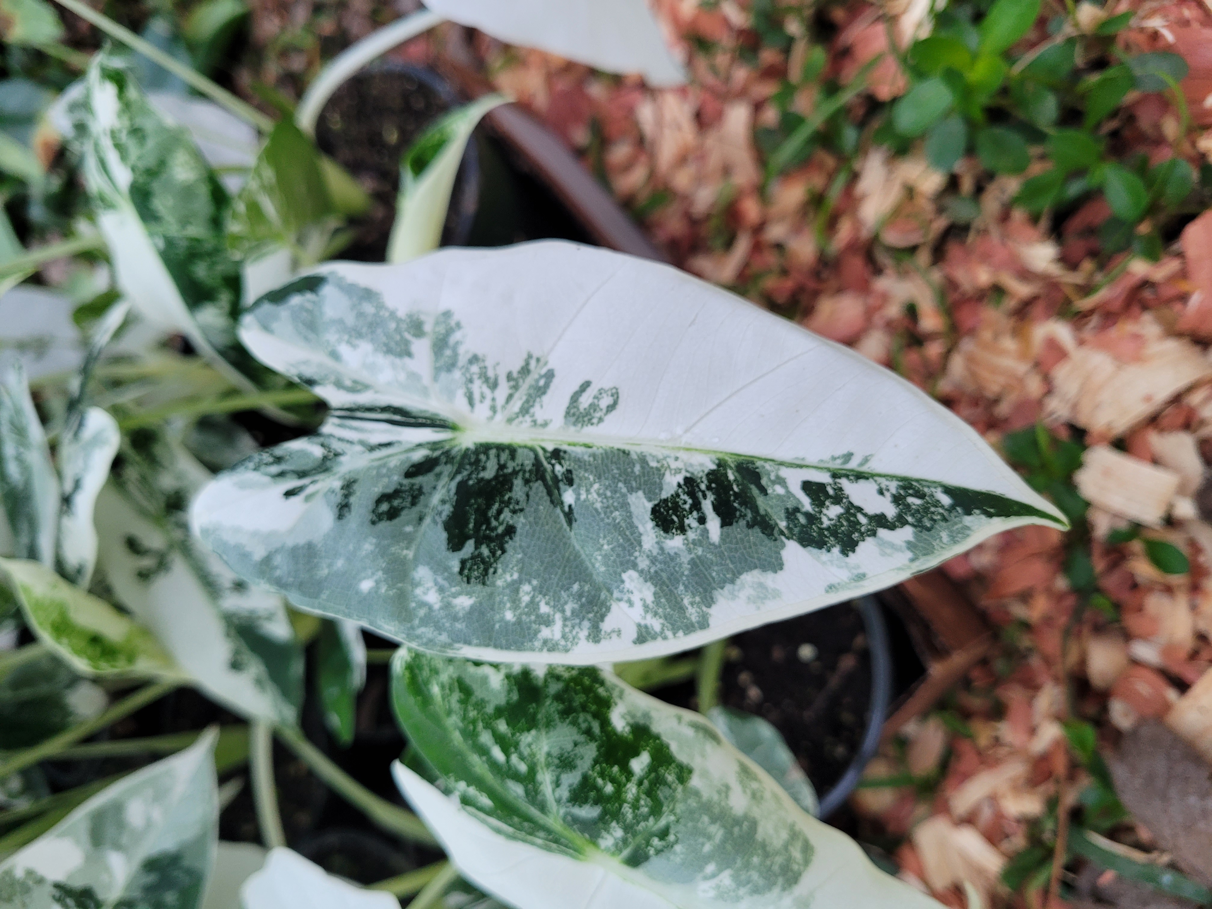 Alocasia Frydek Variegated 