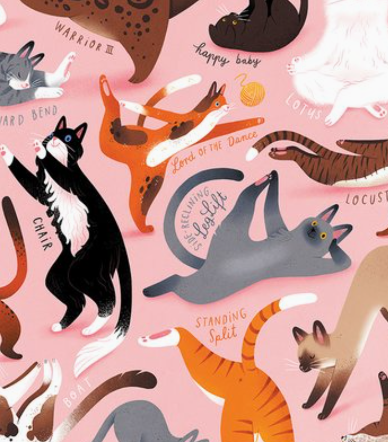 Yoga For Cats